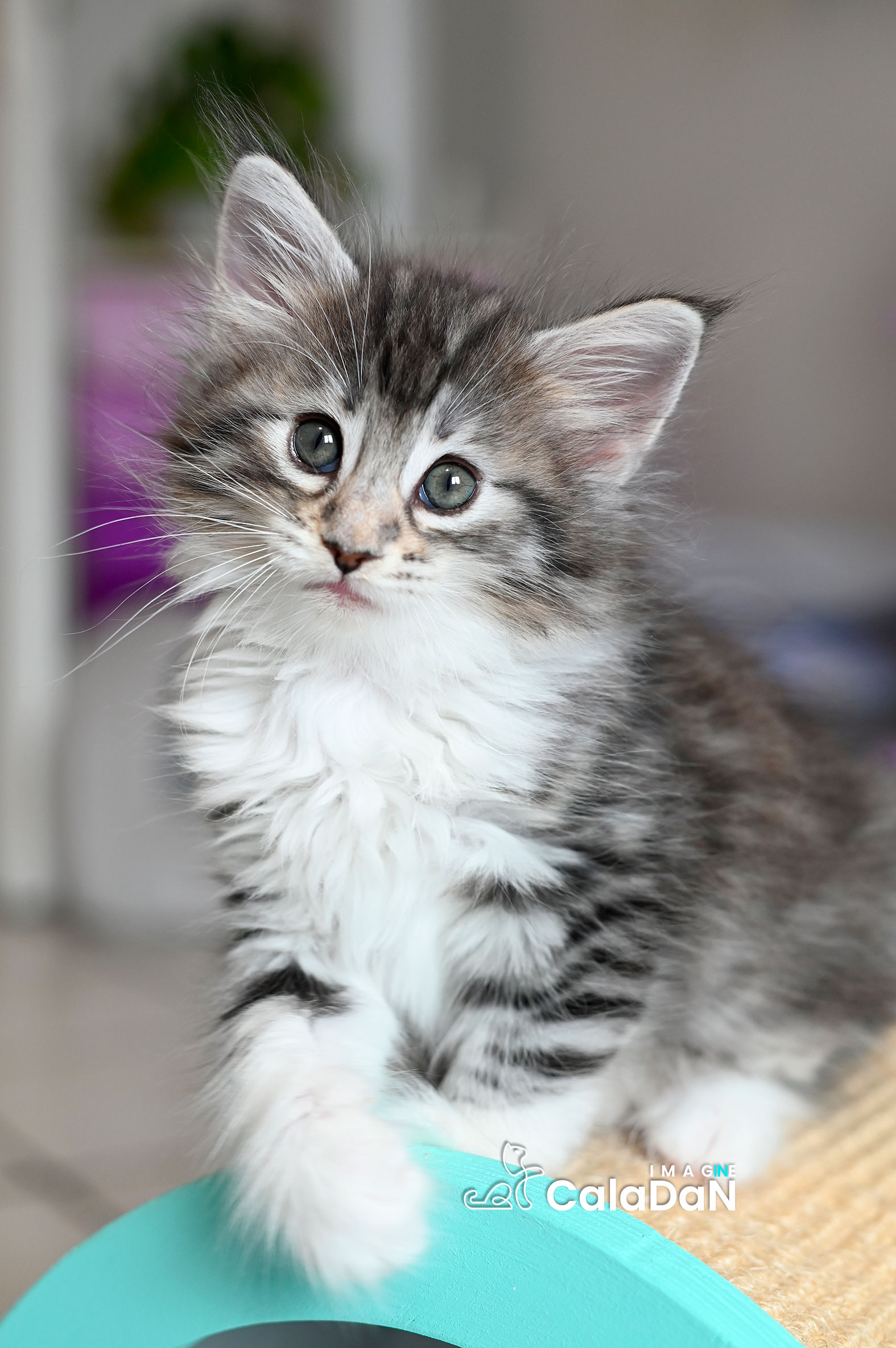 chaton norvégien caladan