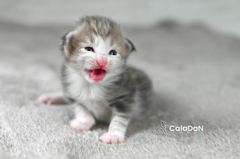 chaton norvégien