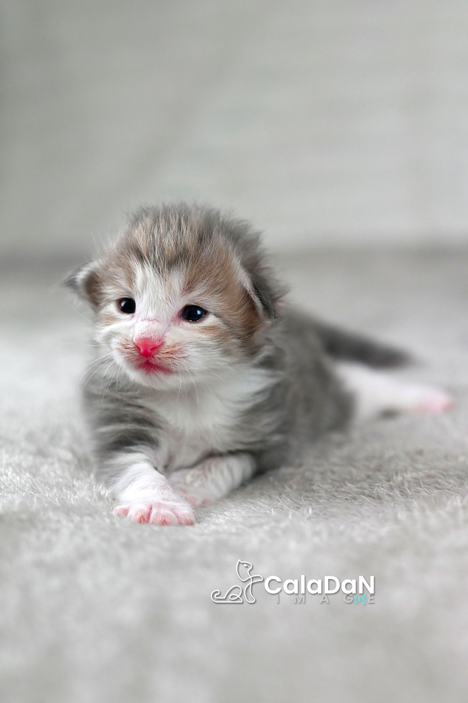 chaton norvégien