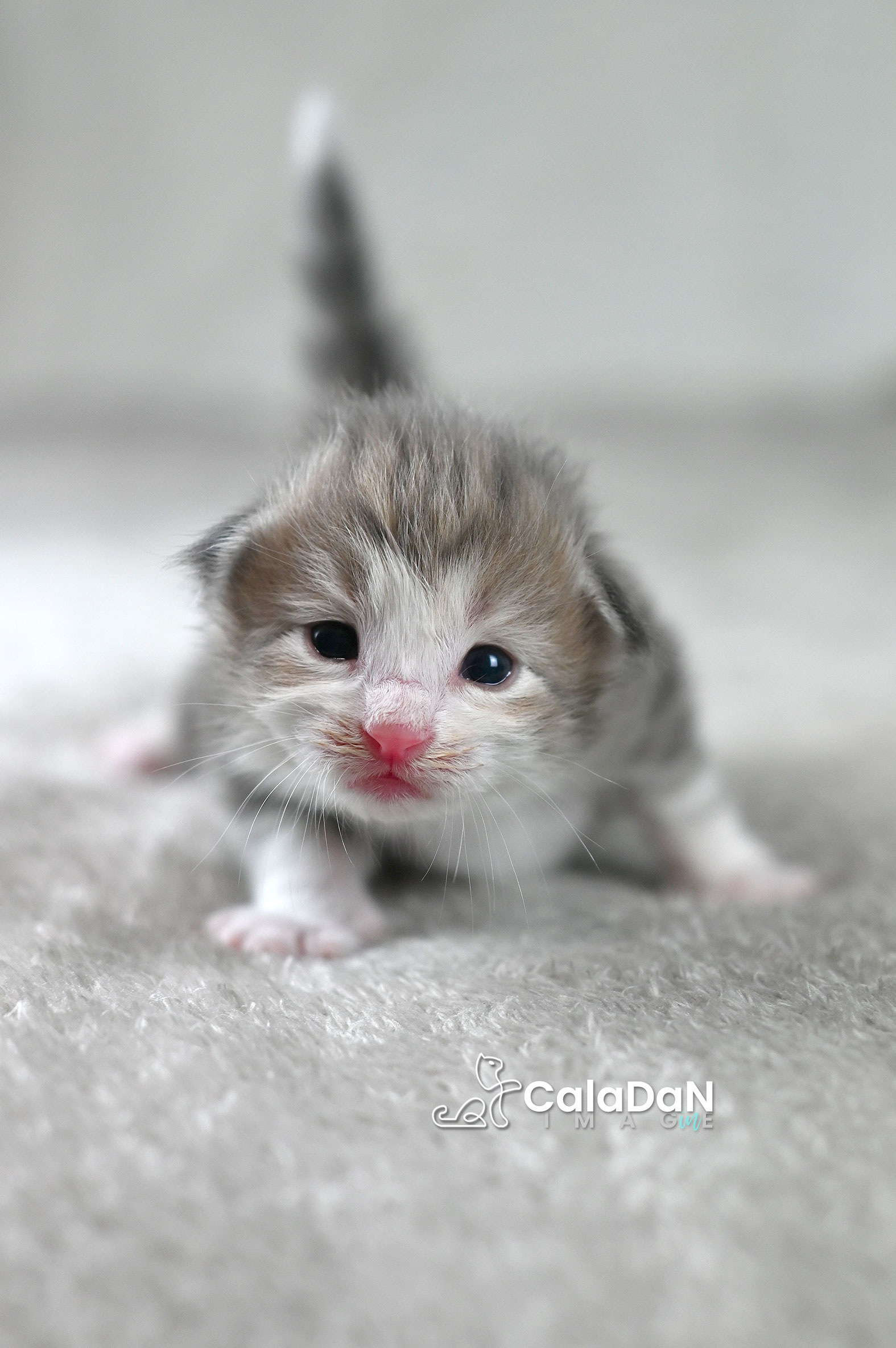 chaton norvégien