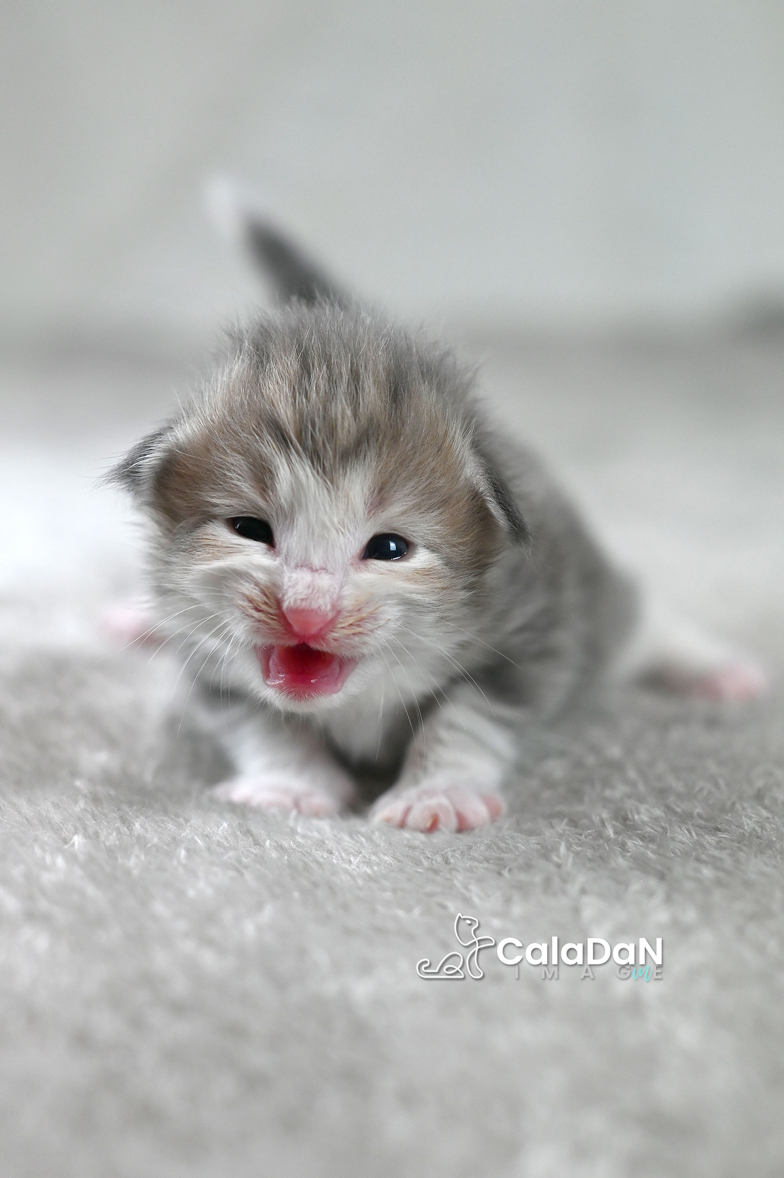 chaton norvégien