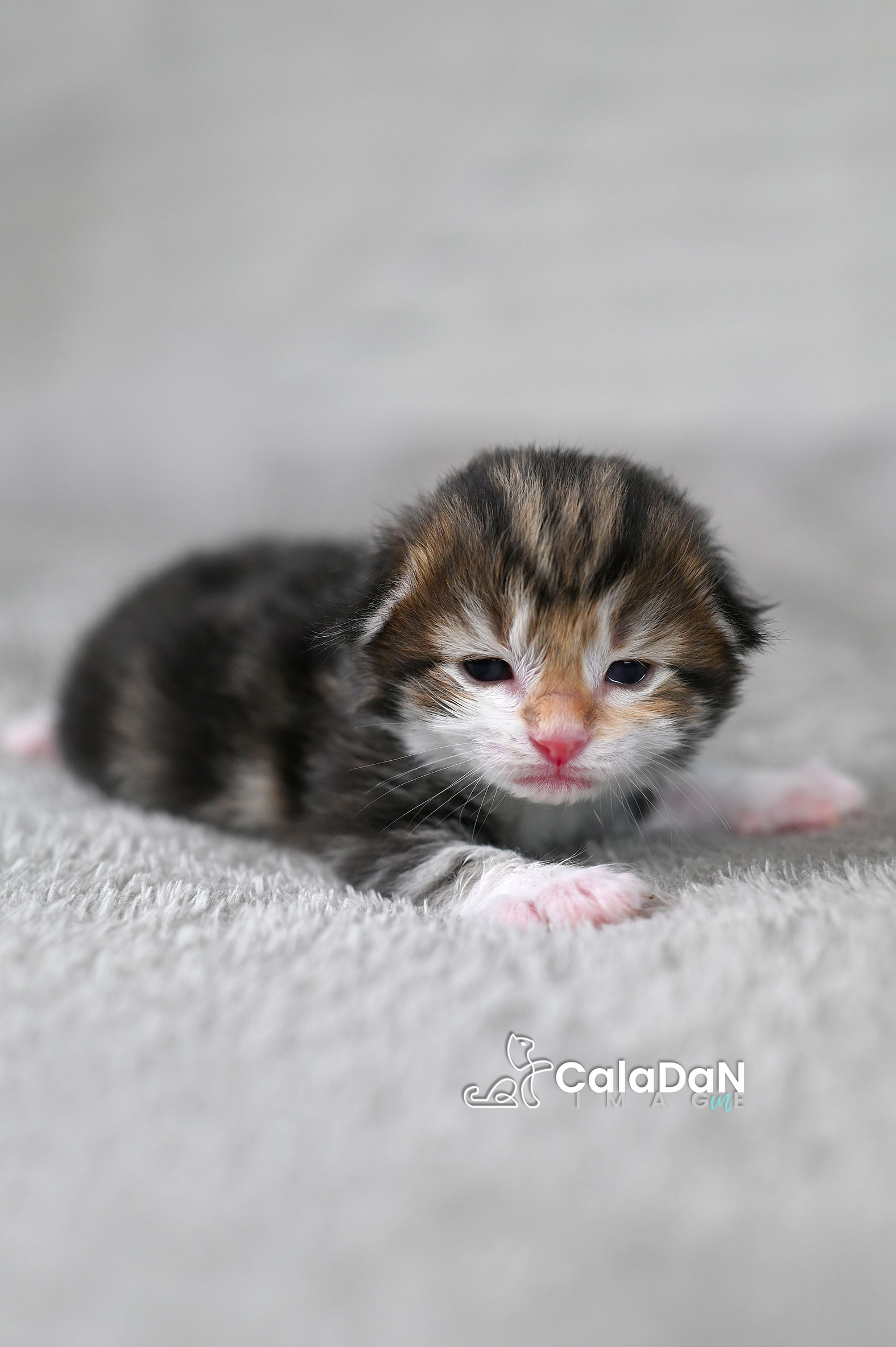 chaton norvégien