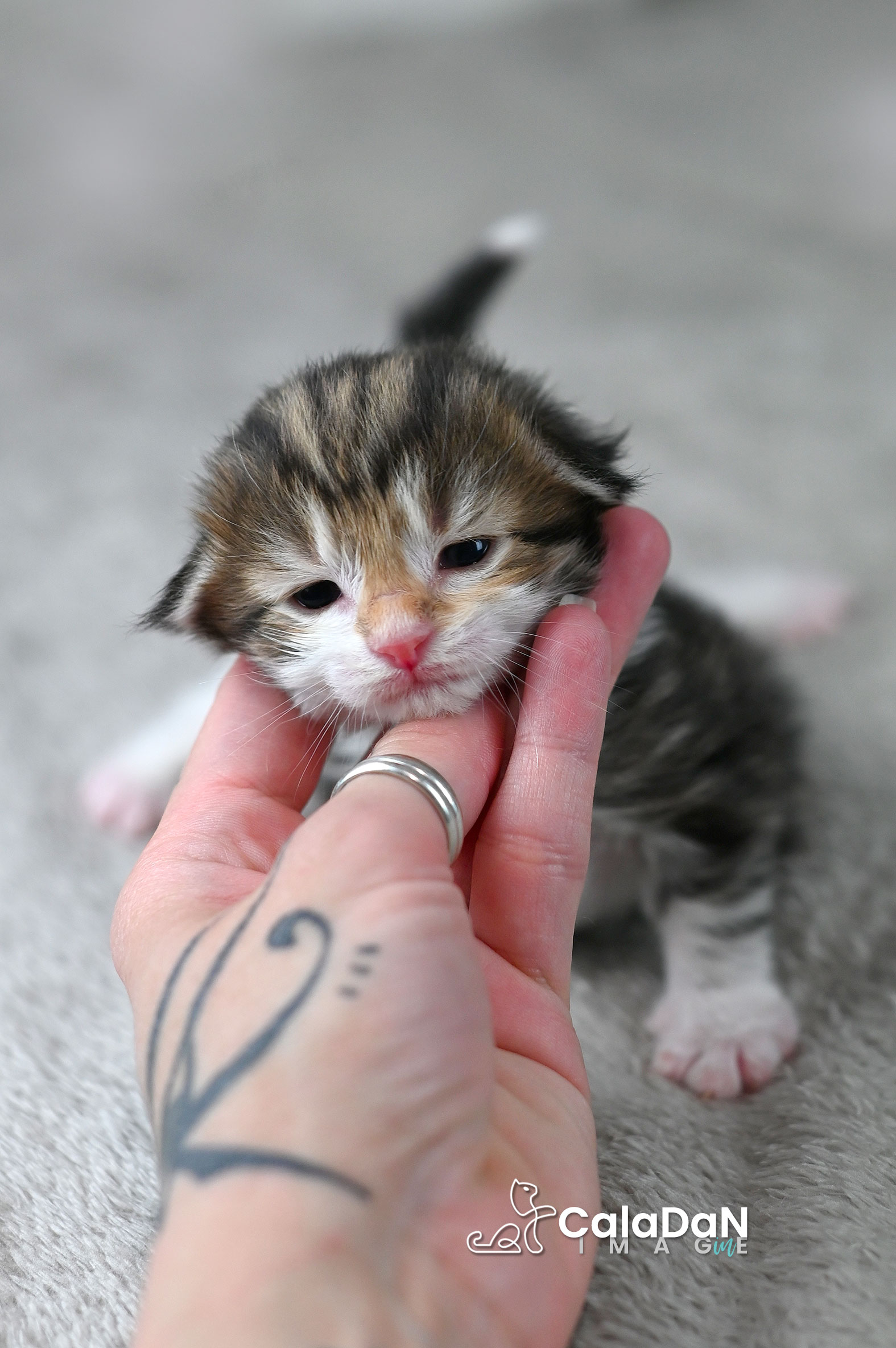 chaton norvégien