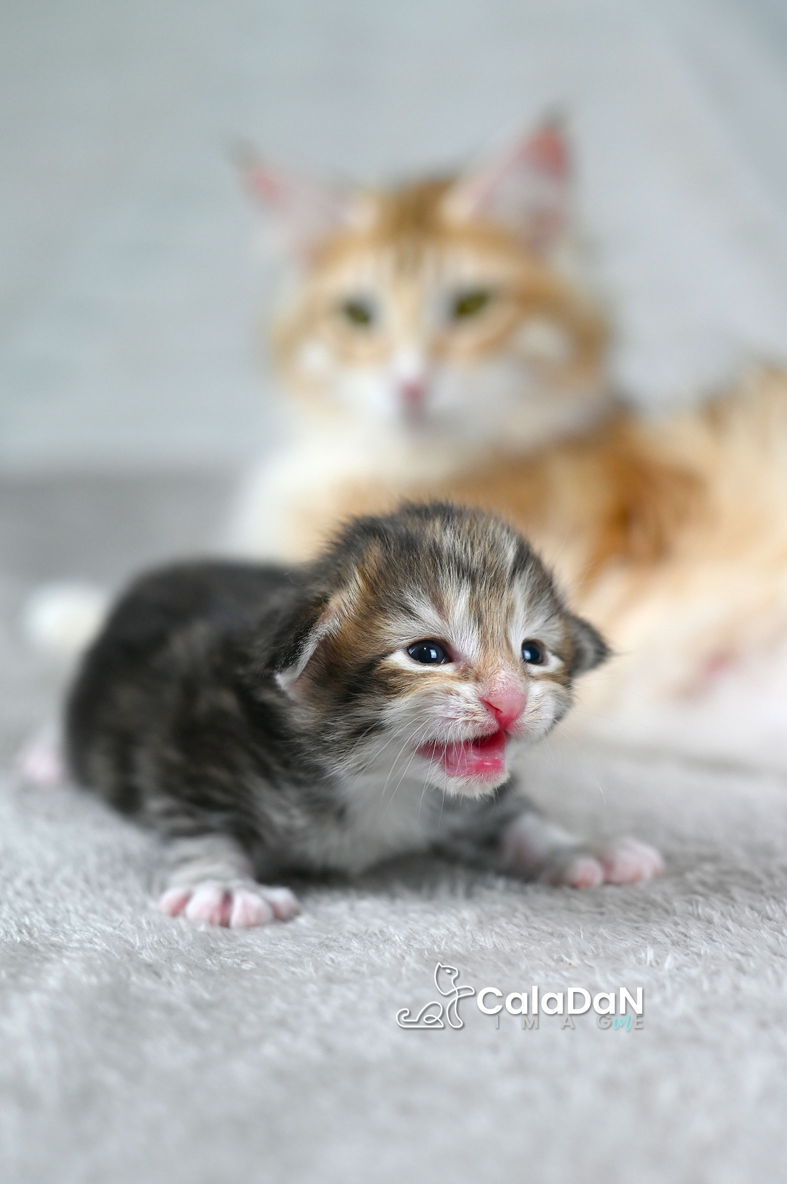 chaton norvégien
