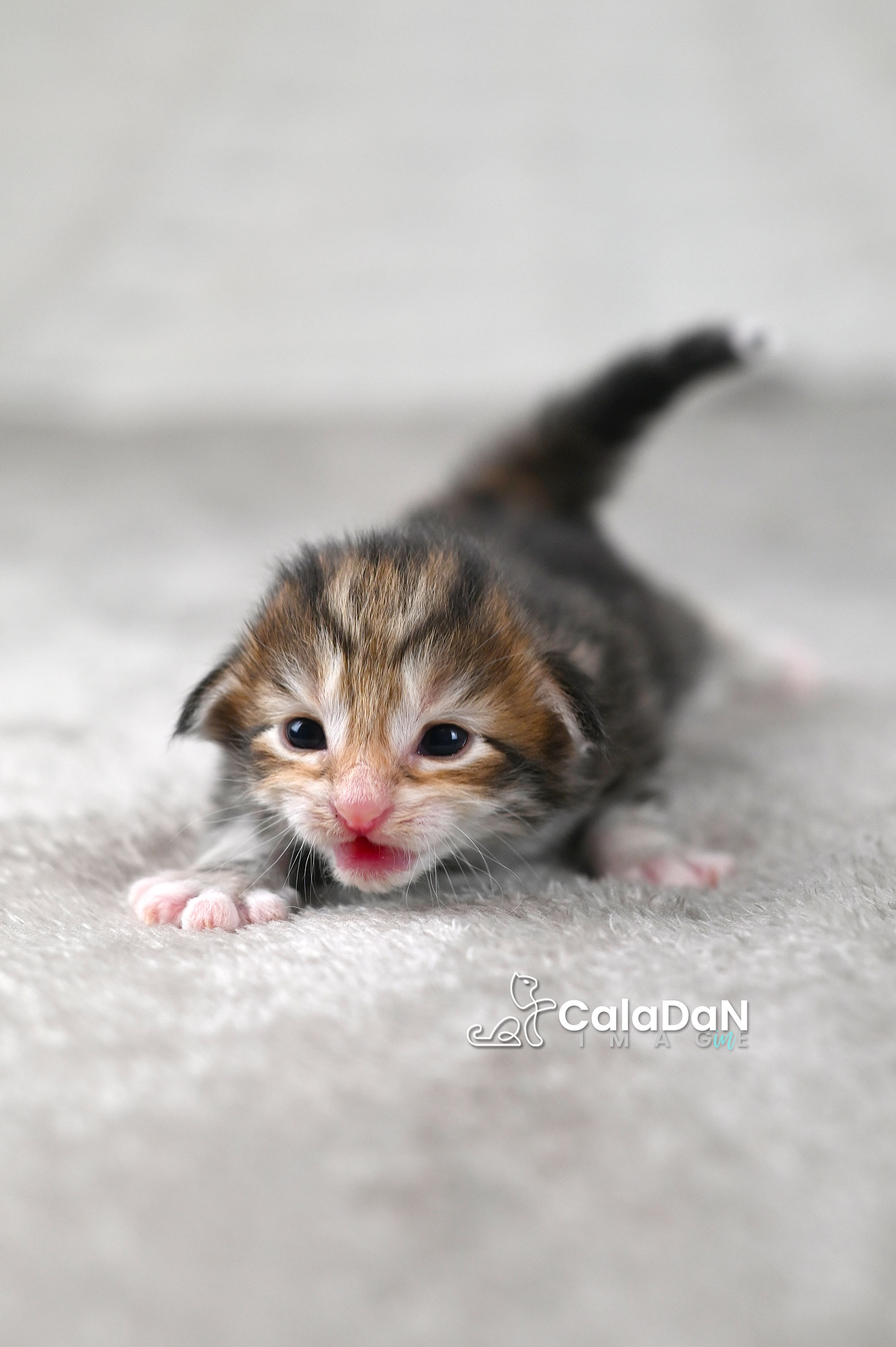 chaton norvégien