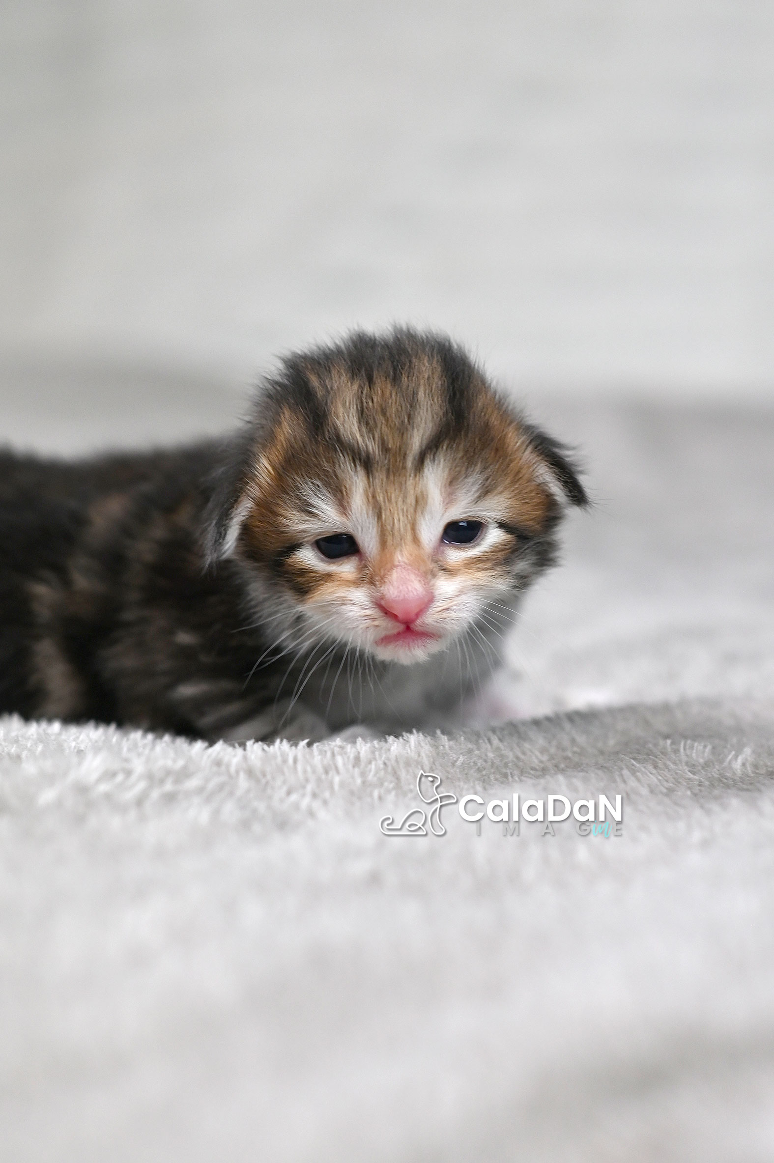 chaton norvégien