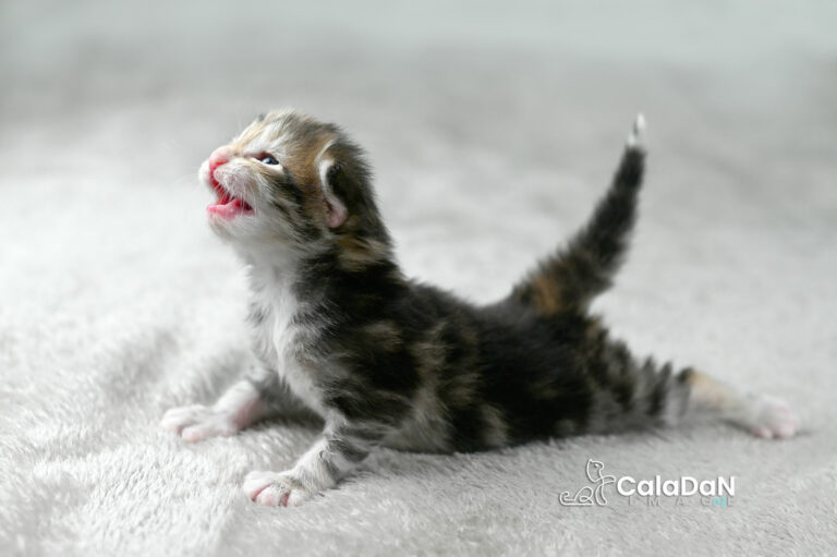 chaton norvegien