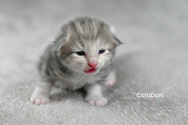 chaton norvégien