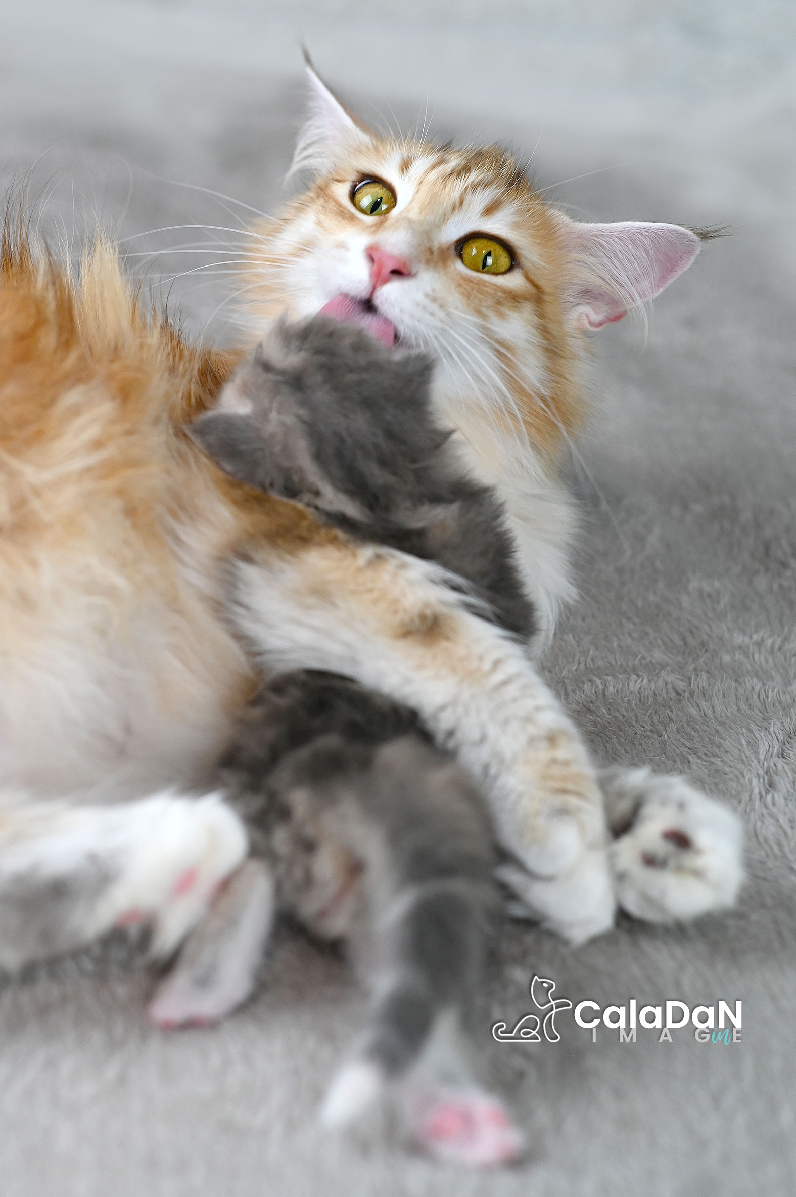 chaton norvégien