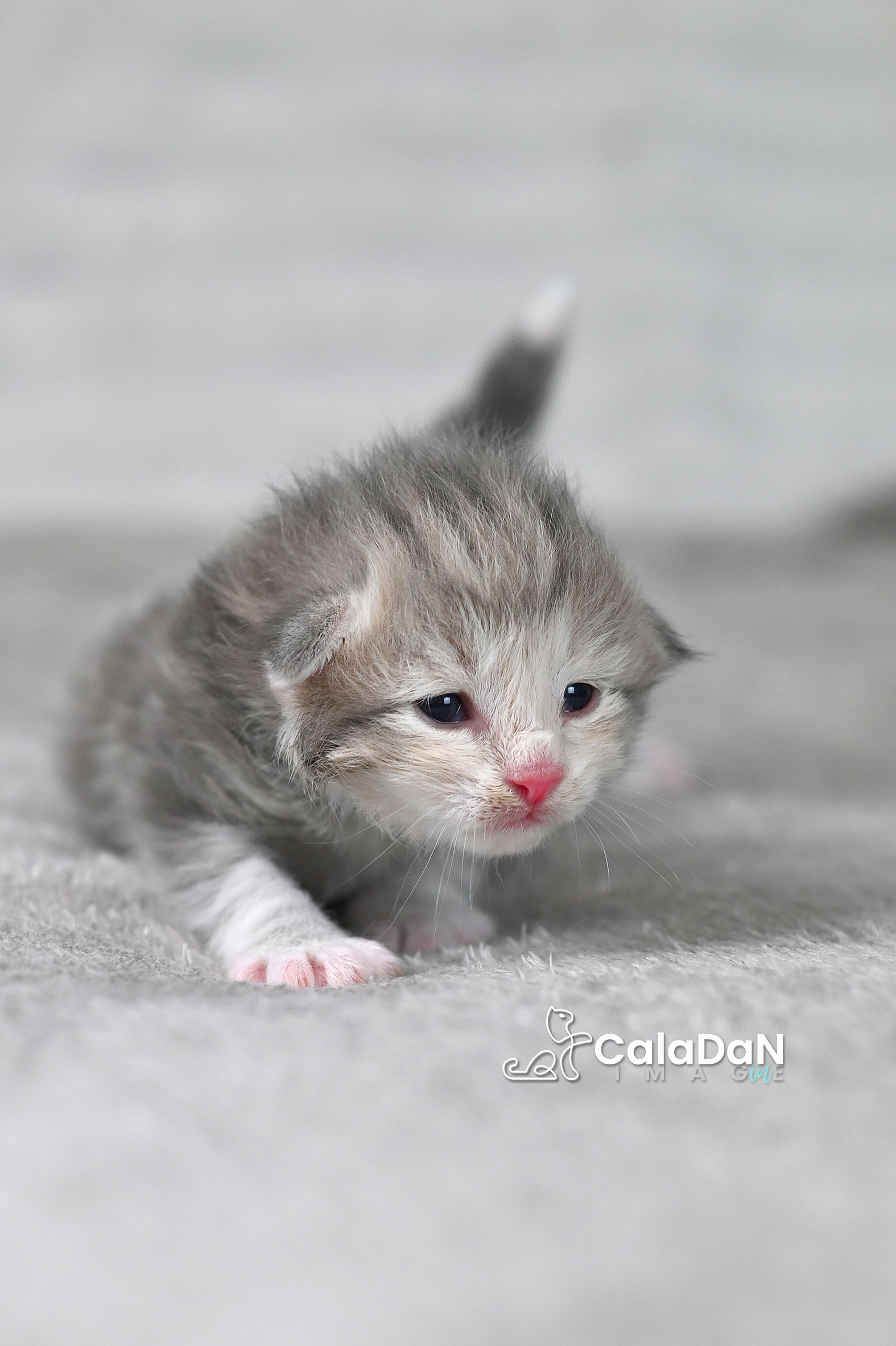 chaton norvégien