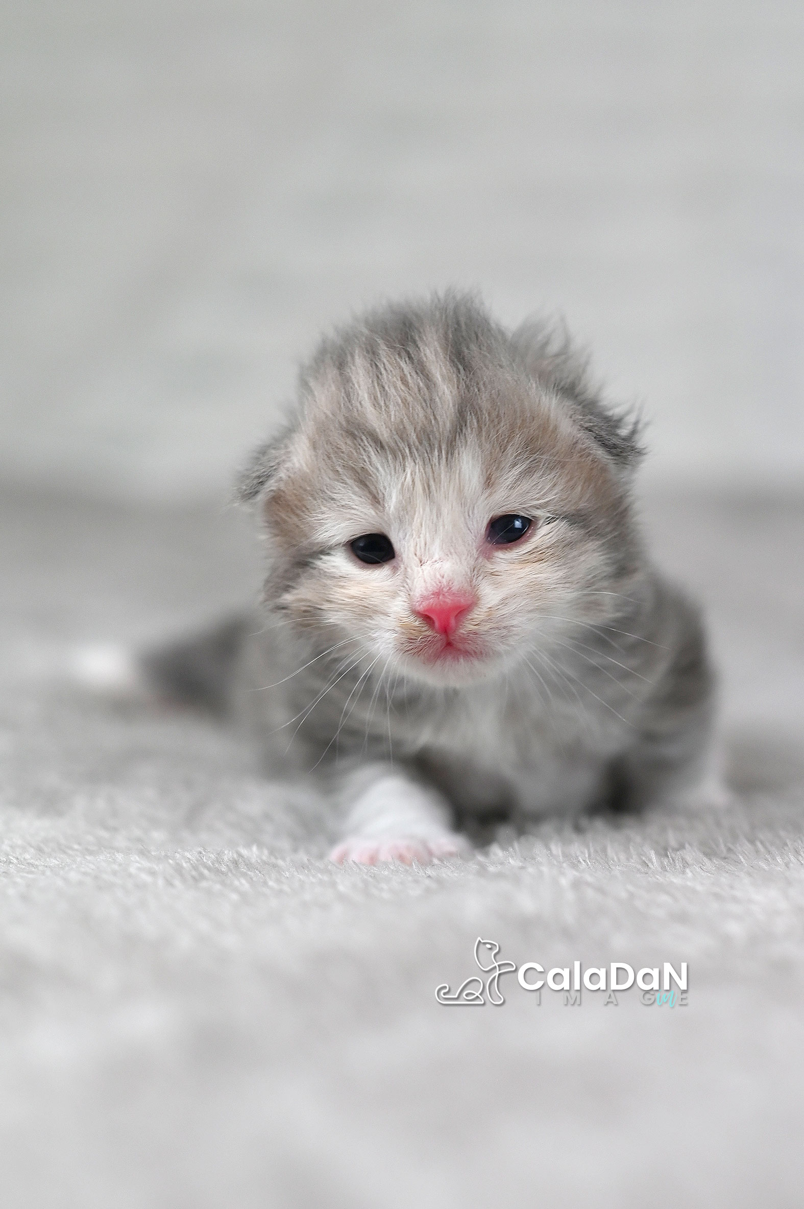 chaton norvégien
