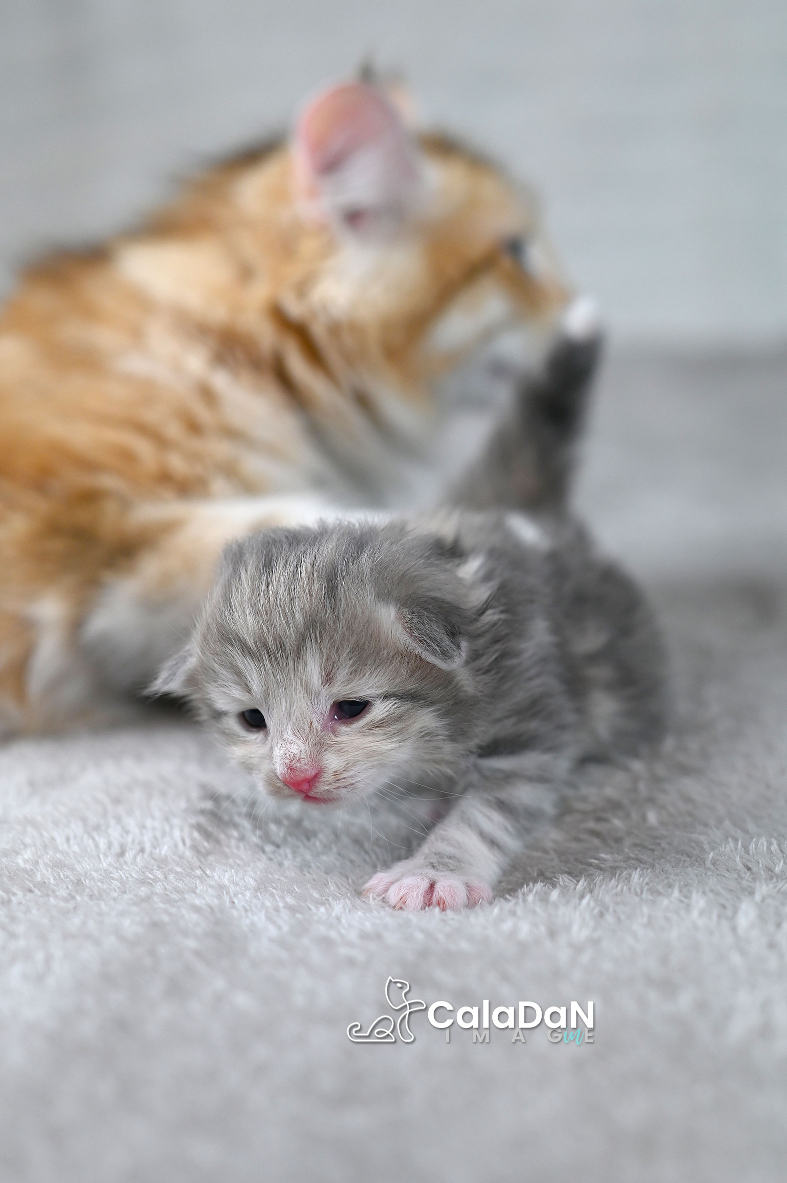 chaton norvégien