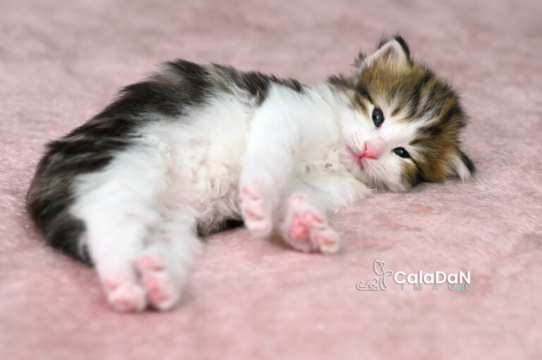 chaton norvégien ambre CALADAN