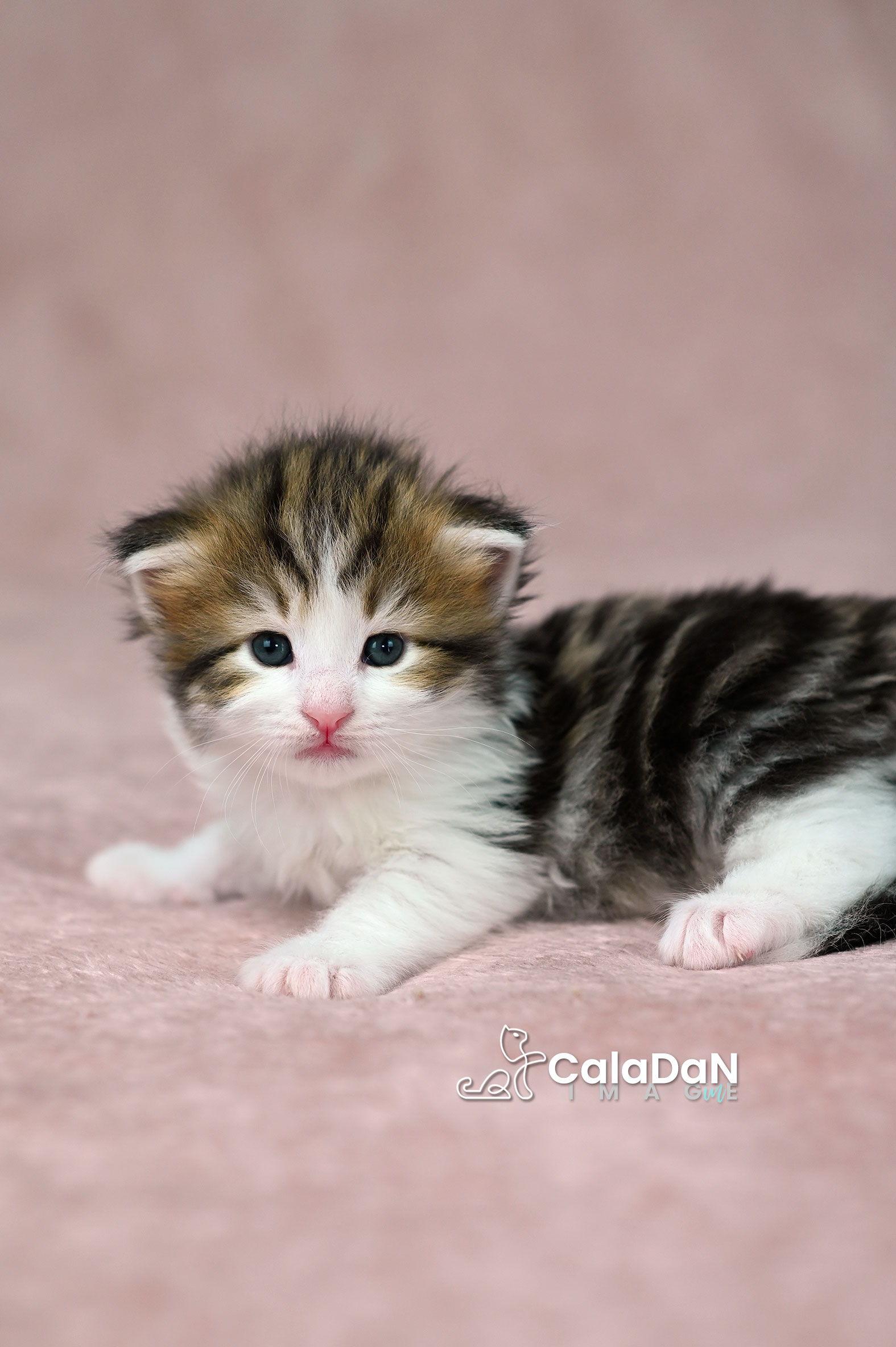 chaton norvégien ambre CALADAN