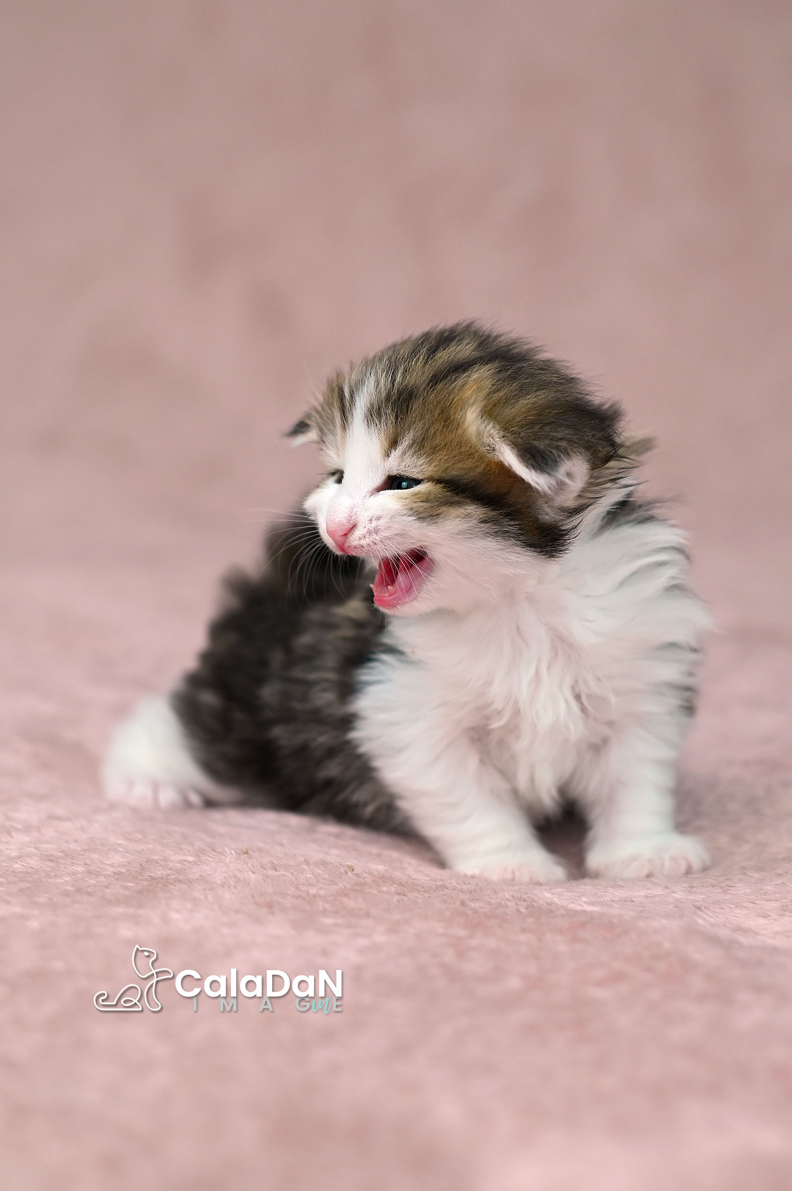 chaton norvégien ambre CALADAN