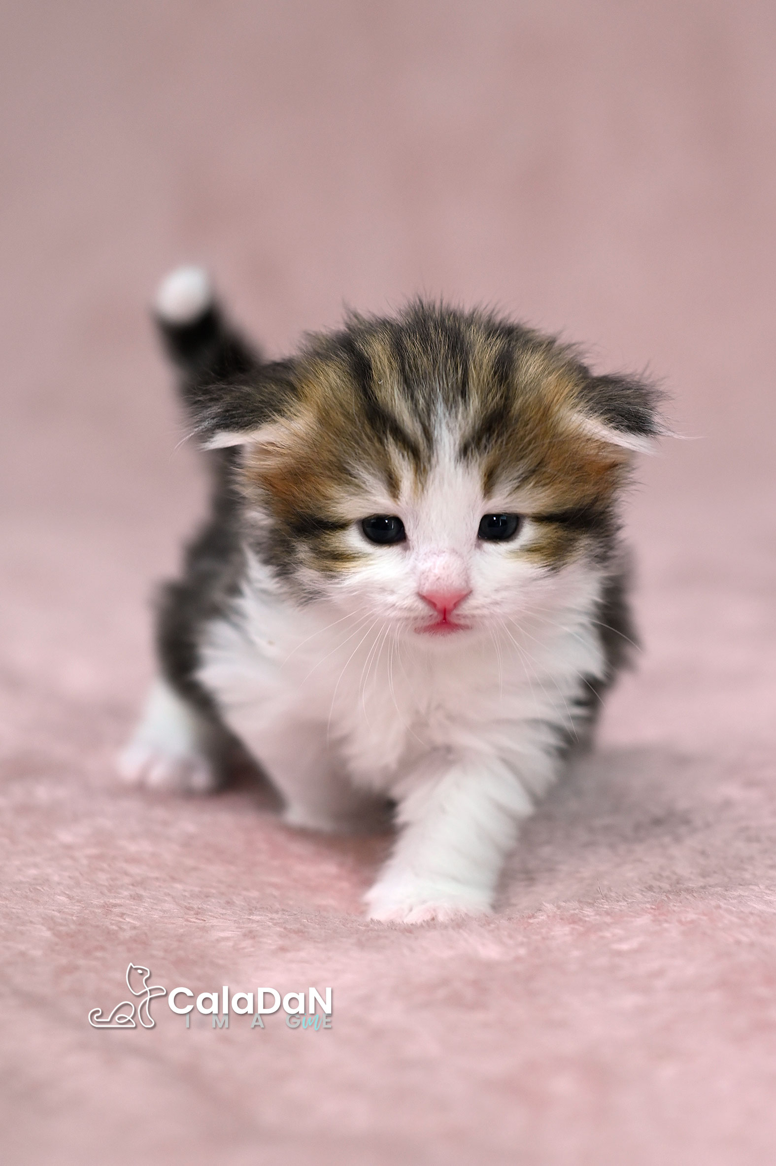 chaton norvégien ambre CALADAN