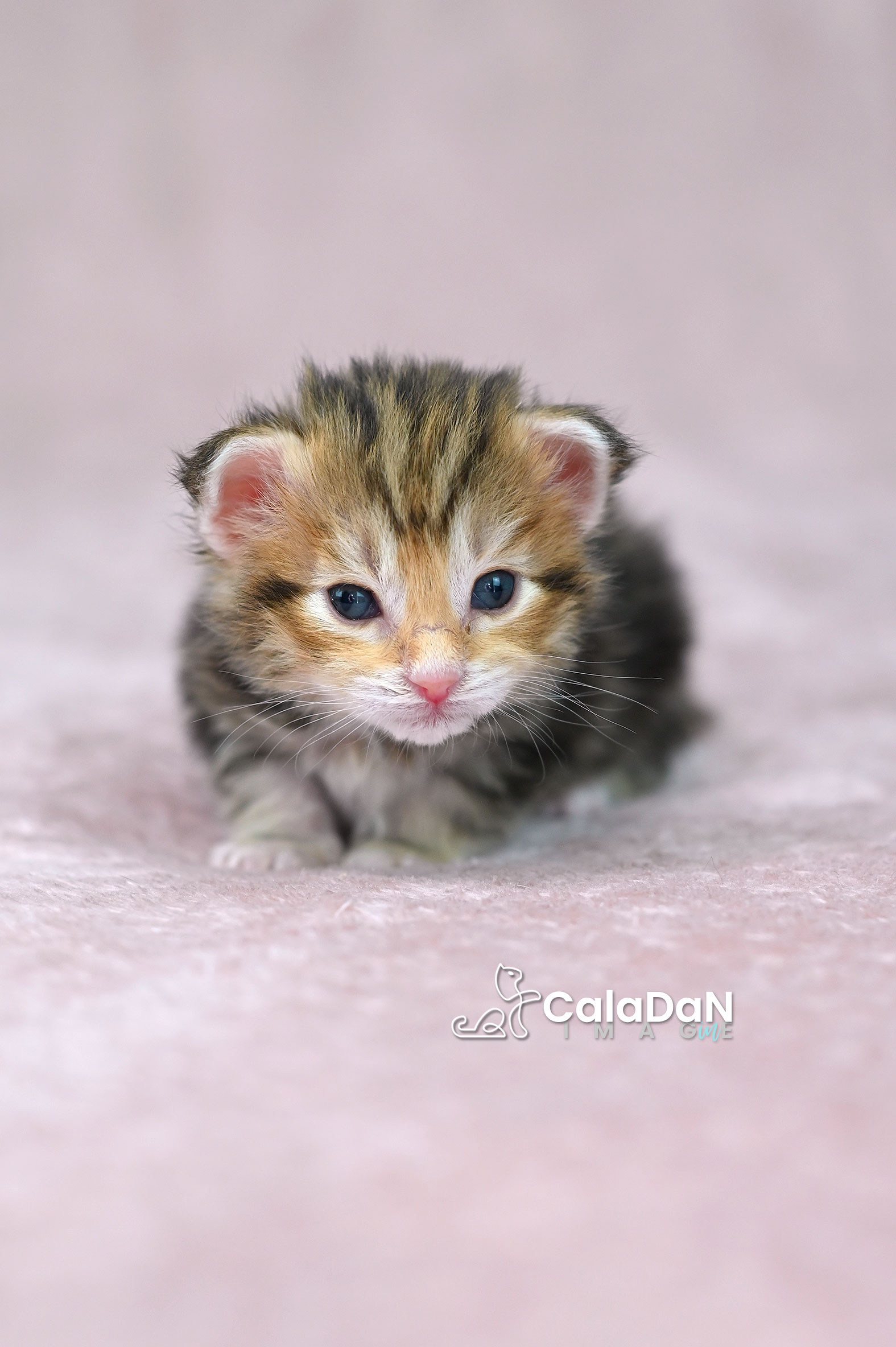 chaton norvégien ambre CALADAN