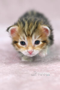 chaton norvégien ambre CALADAN
