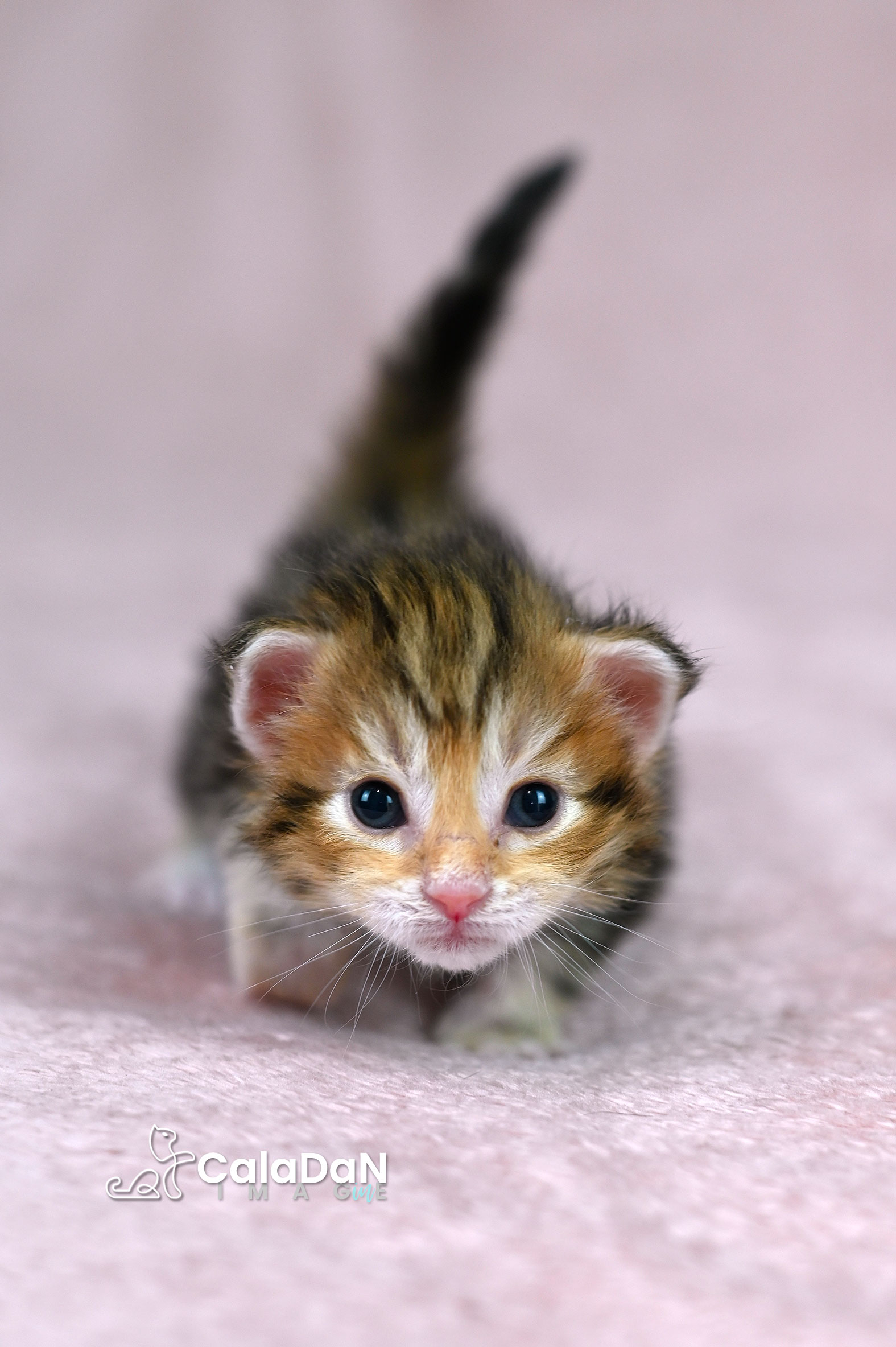 chaton norvégien ambre CALADAN