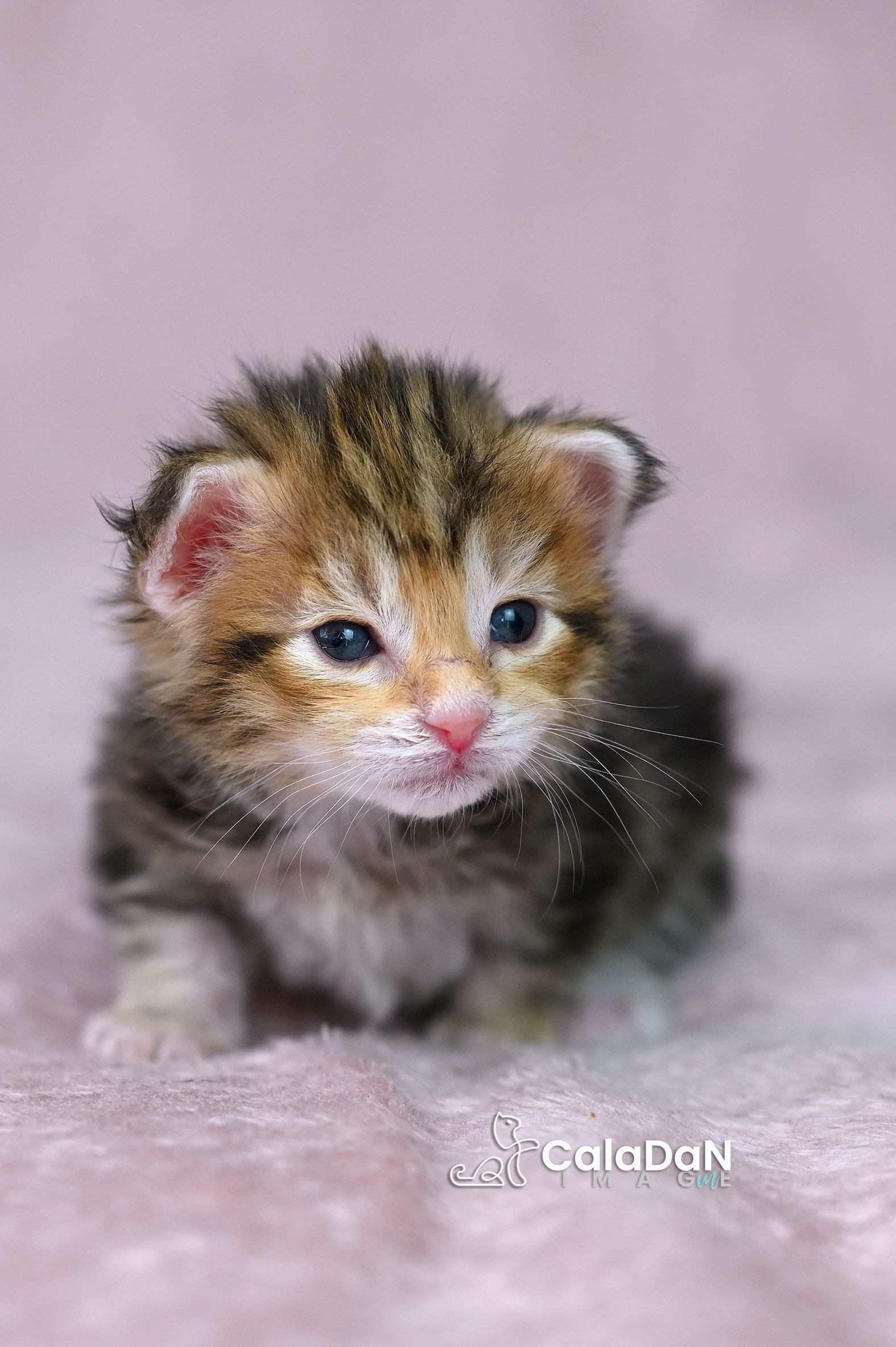 chaton norvégien ambre CALADAN