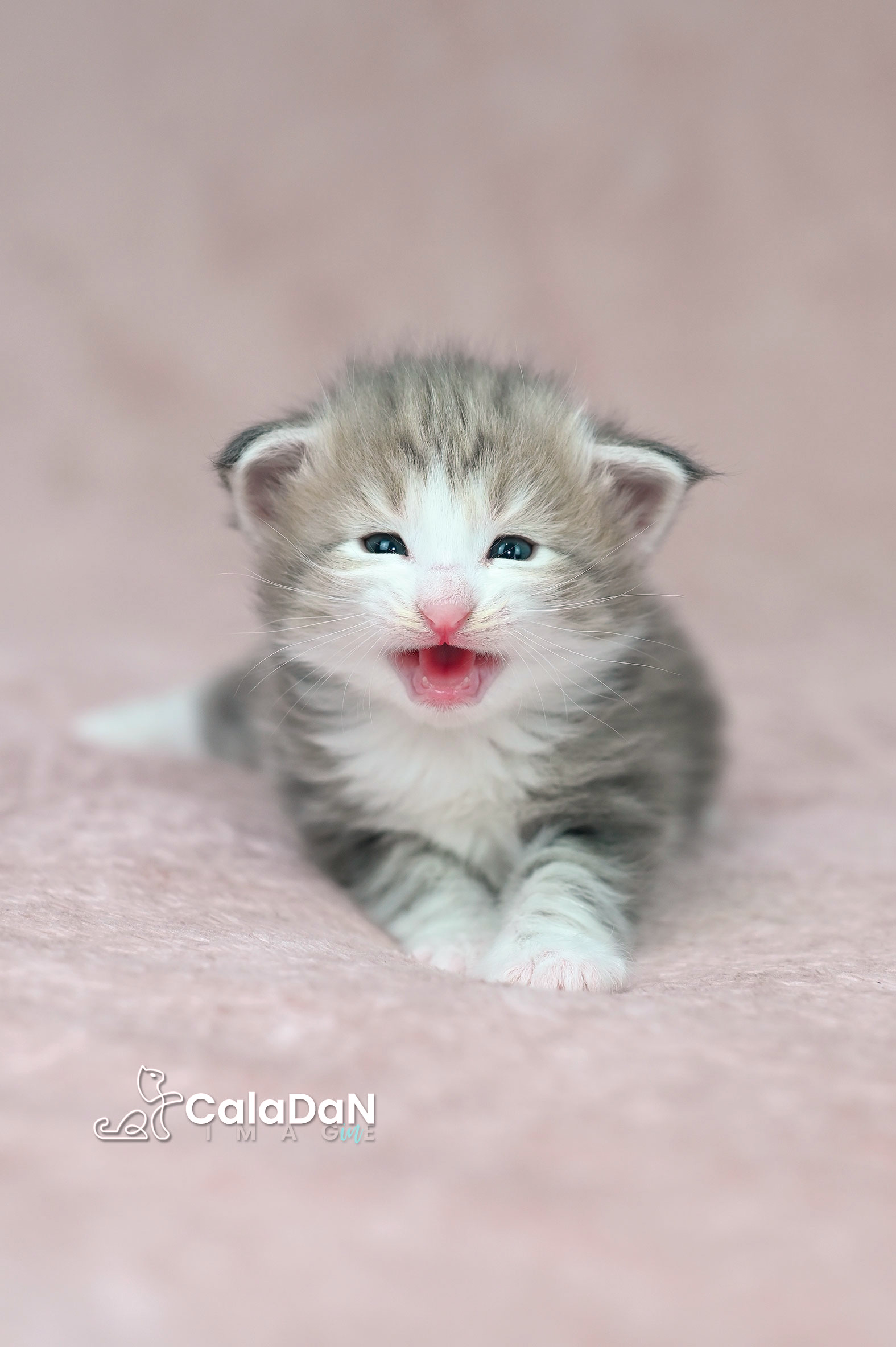 chaton norvégien ambre CALADAN