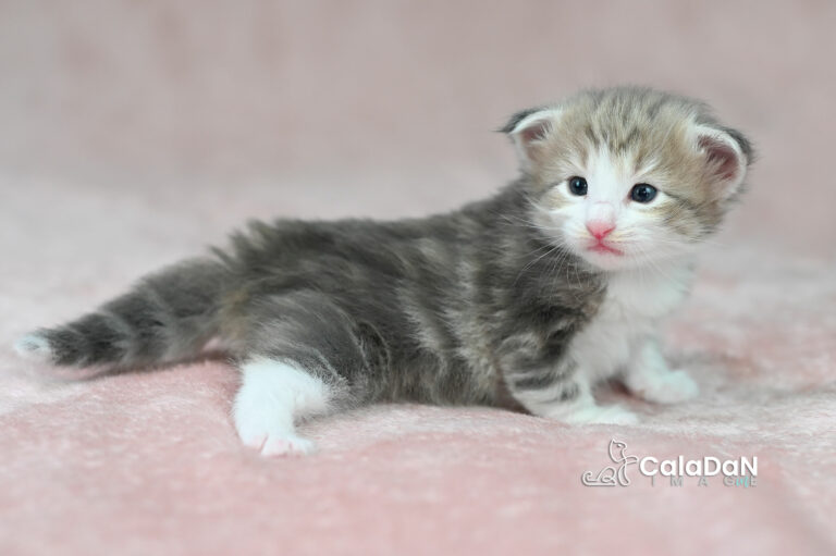 chaton norvégien ambre CALADAN
