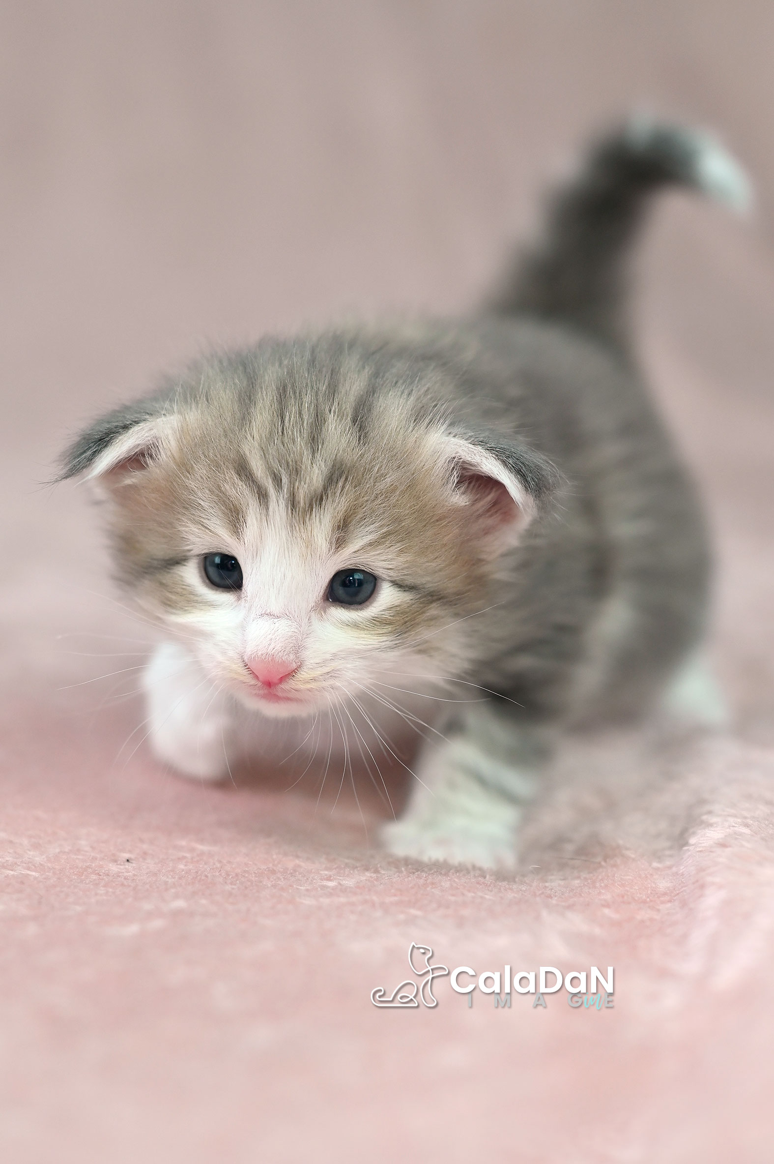 chaton norvégien ambre CALADAN