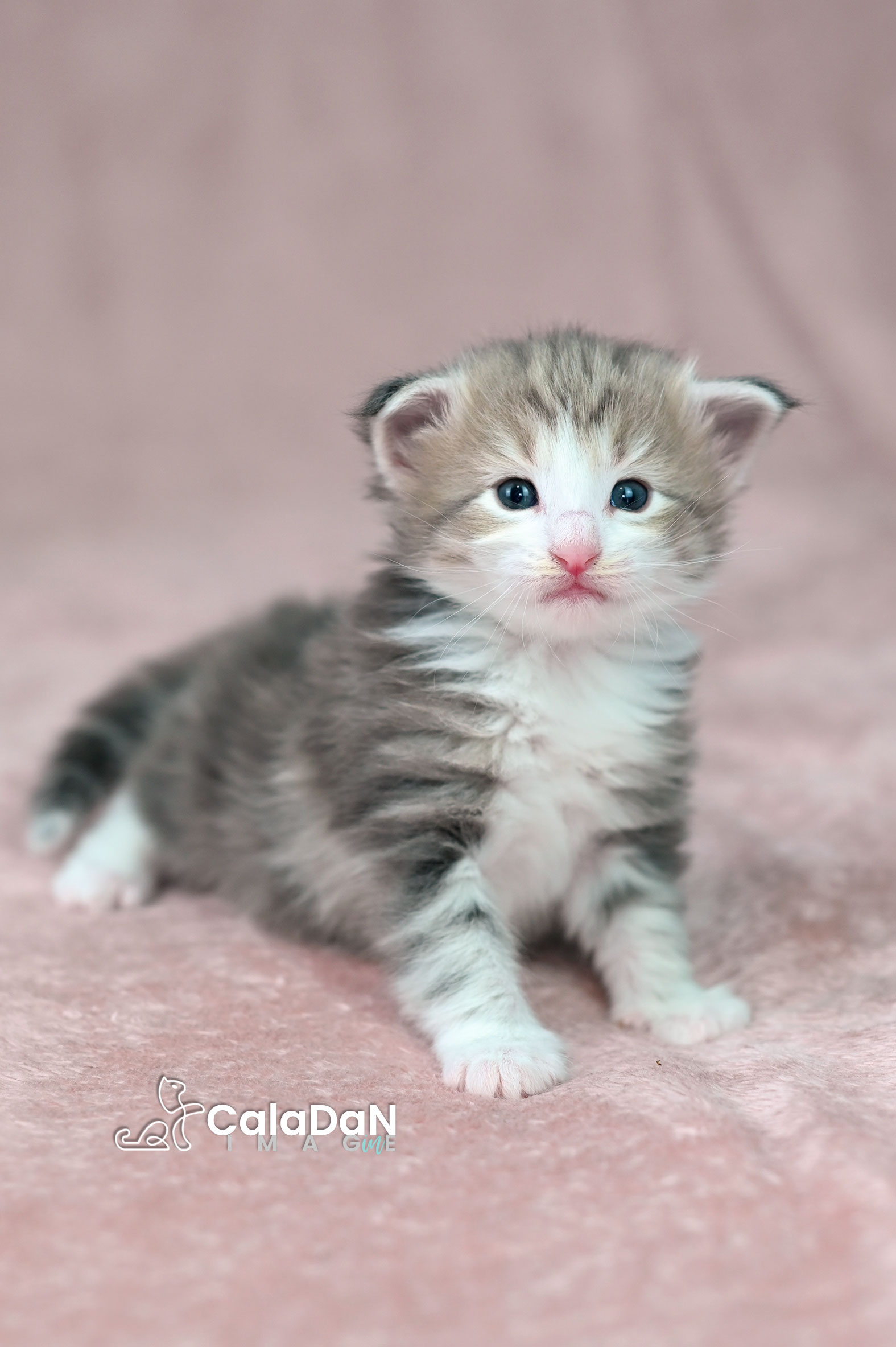 chaton norvégien ambre CALADAN