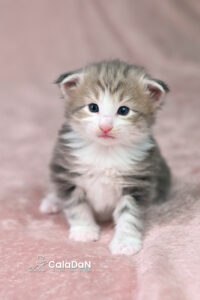 chaton norvégien ambre CALADAN