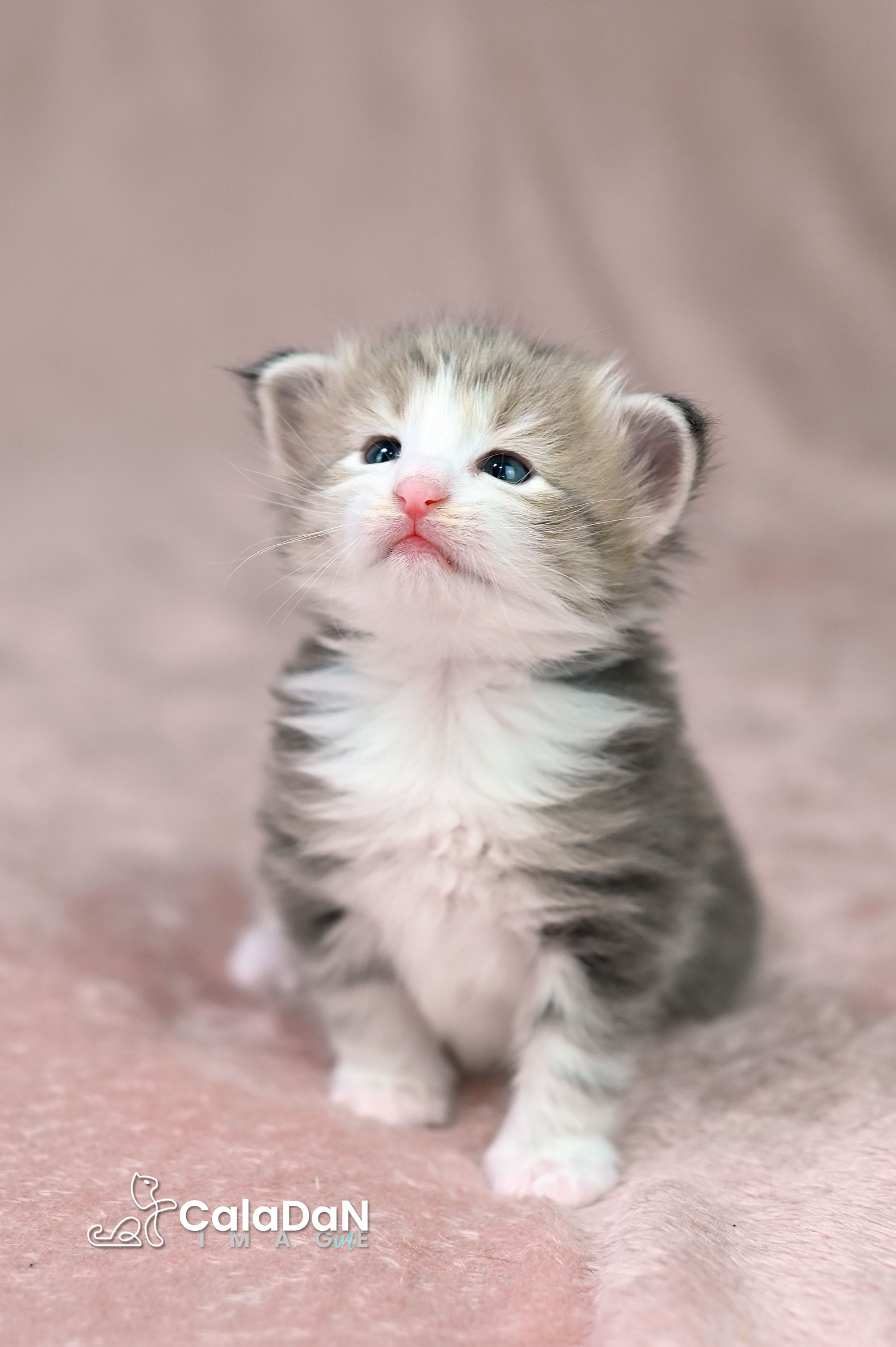chaton norvégien ambre CALADAN