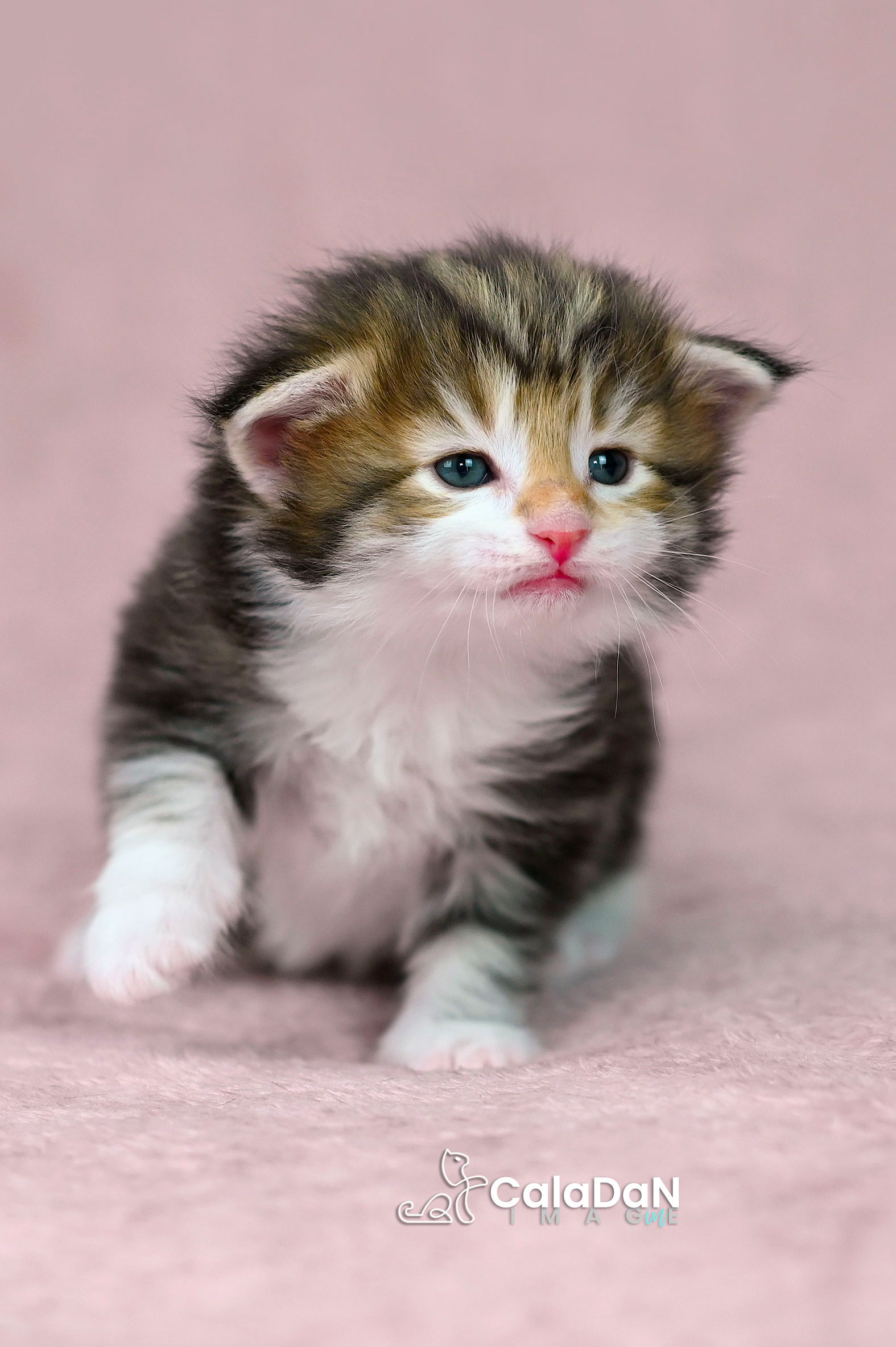 chaton norvégien ambre CALADAN