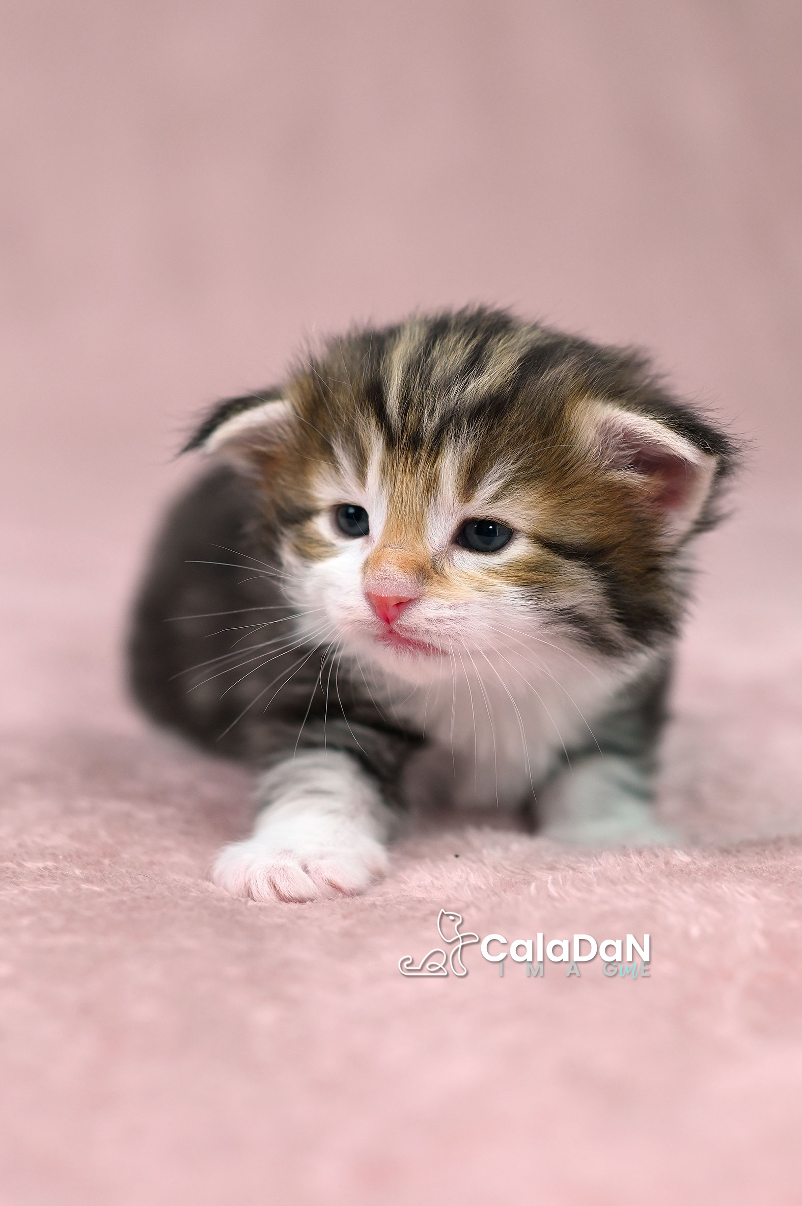 chaton norvégien ambre CALADAN