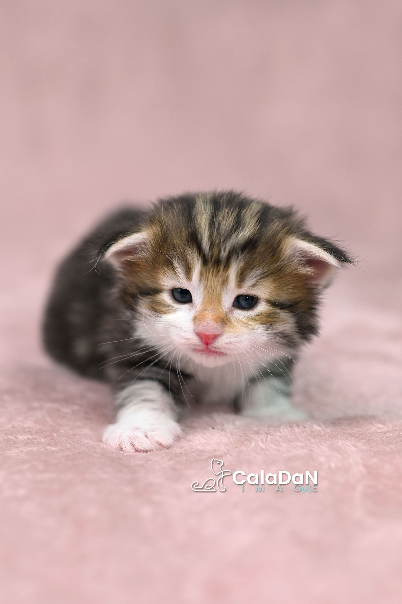 chaton norvégien ambre CALADAN