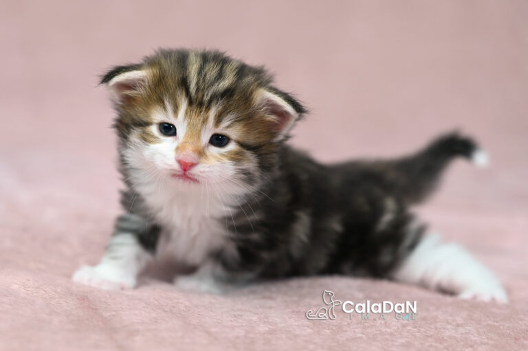 chaton norvégien ambre CALADAN