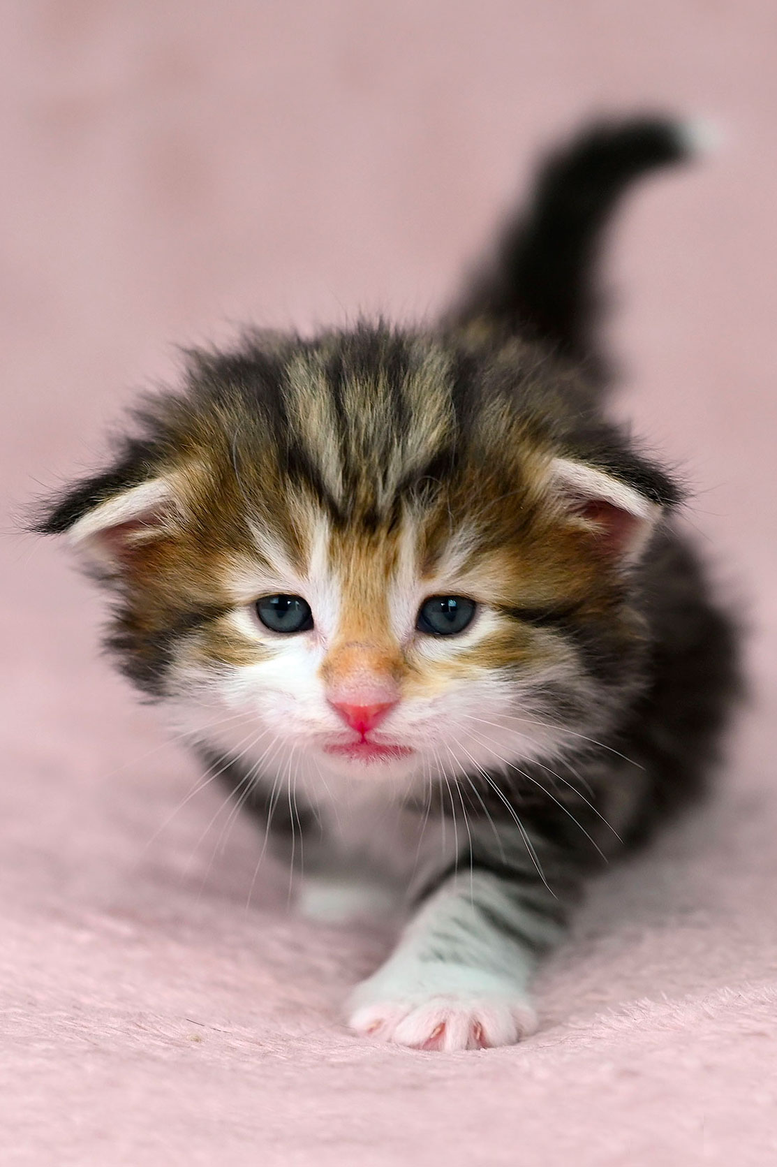 chaton norvégien ambre CALADAN