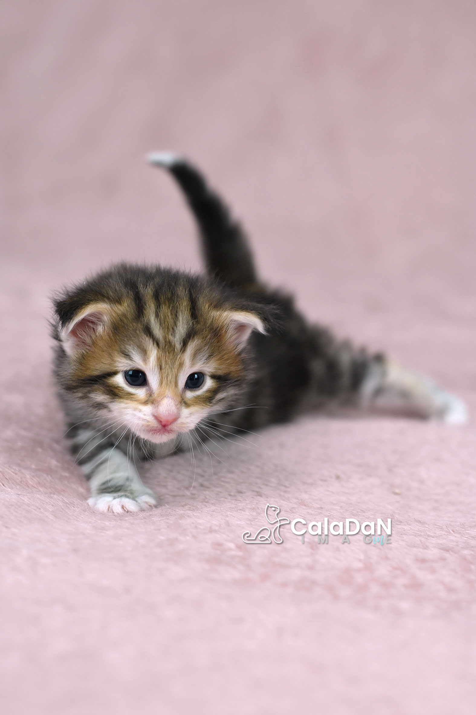 chaton norvégien ambre CALADAN