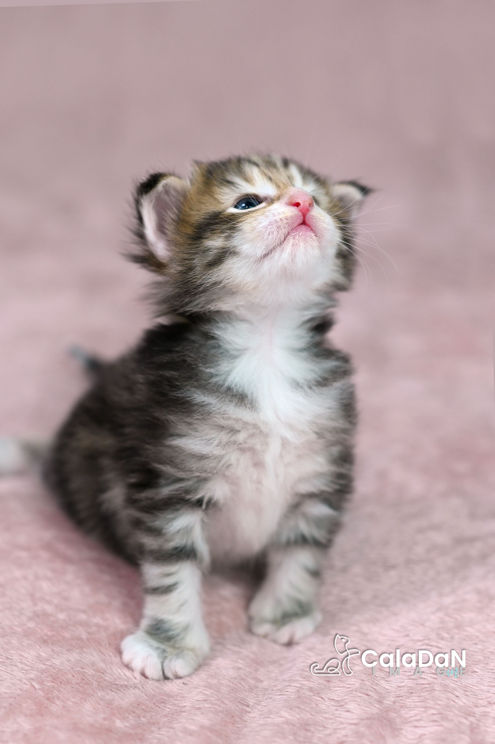 chaton norvégien ambre CALADAN
