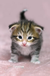 chaton norvégien ambre CALADAN