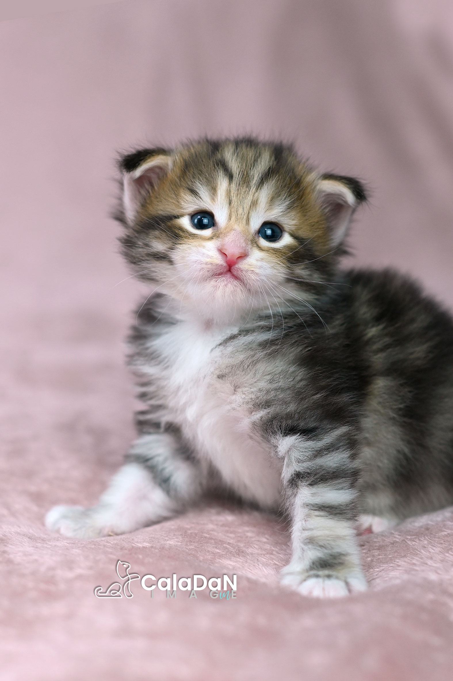 chaton norvégien ambre CALADAN