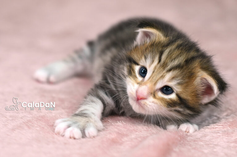 chaton norvégien ambre CALADAN