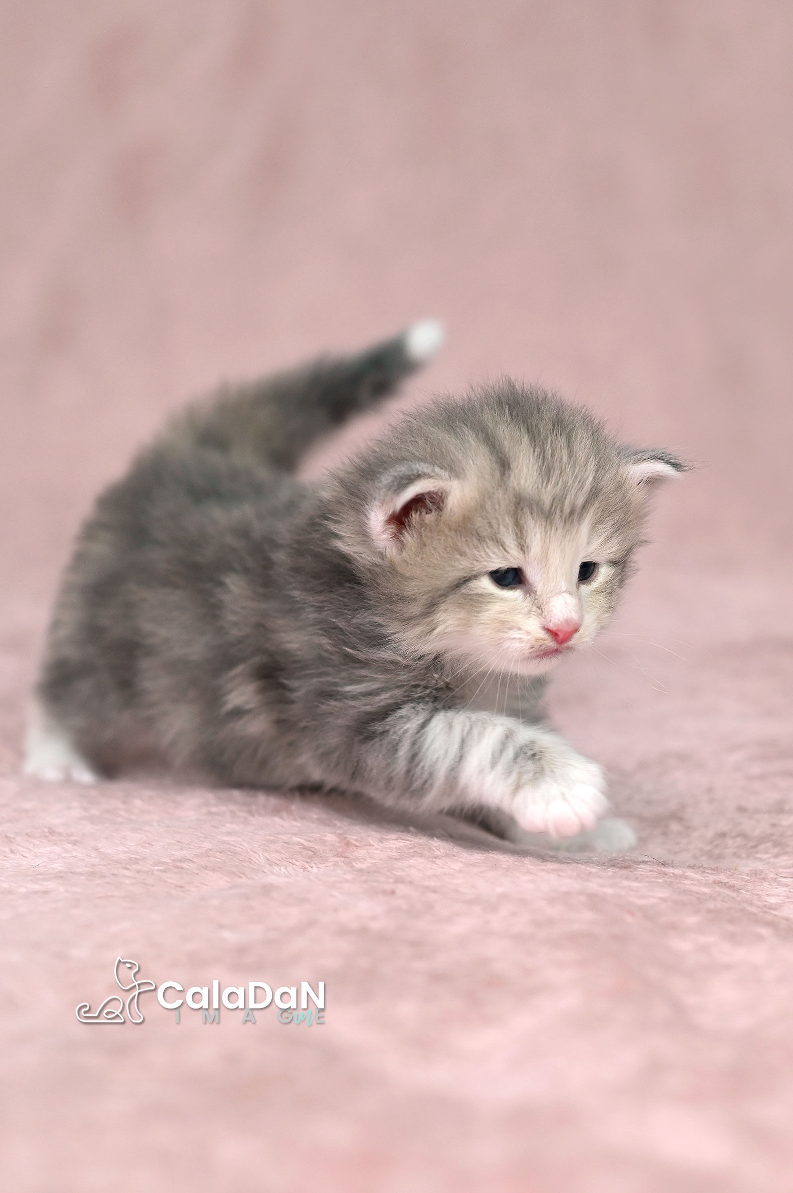 chaton norvégien ambre CALADAN