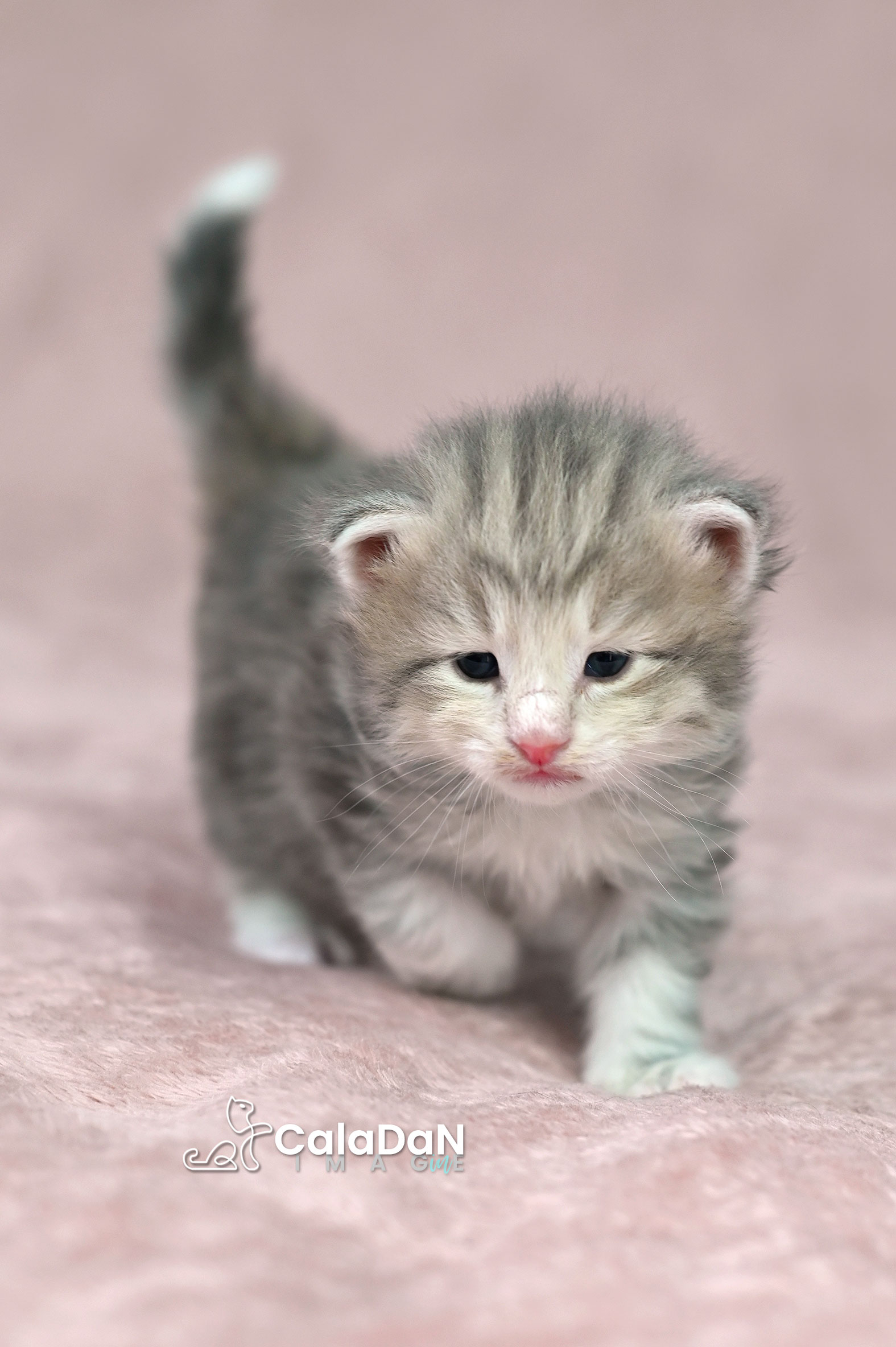 chaton norvégien ambre CALADAN