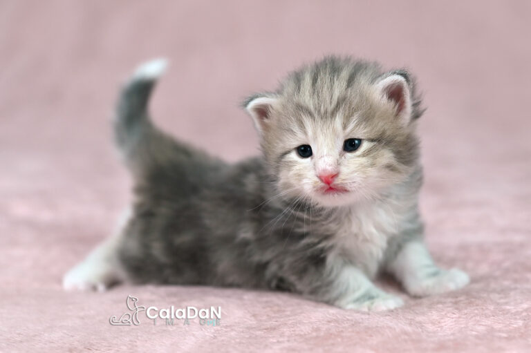 chaton norvégien ambre CALADAN
