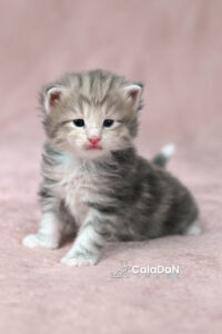 chaton norvégien ambre CALADAN