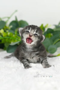 chaton norvégien CALADAN