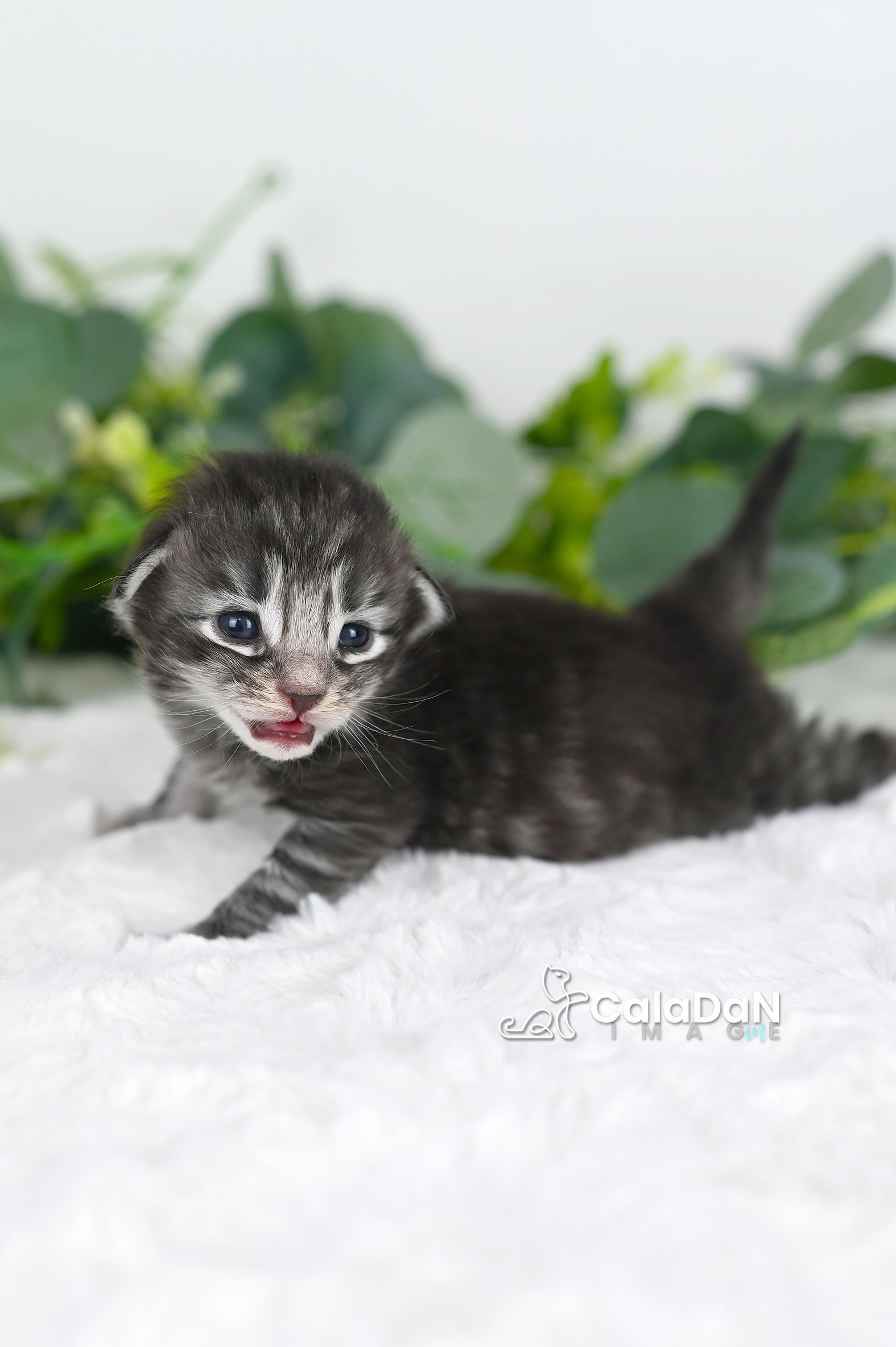 chaton norvégien CALADAN