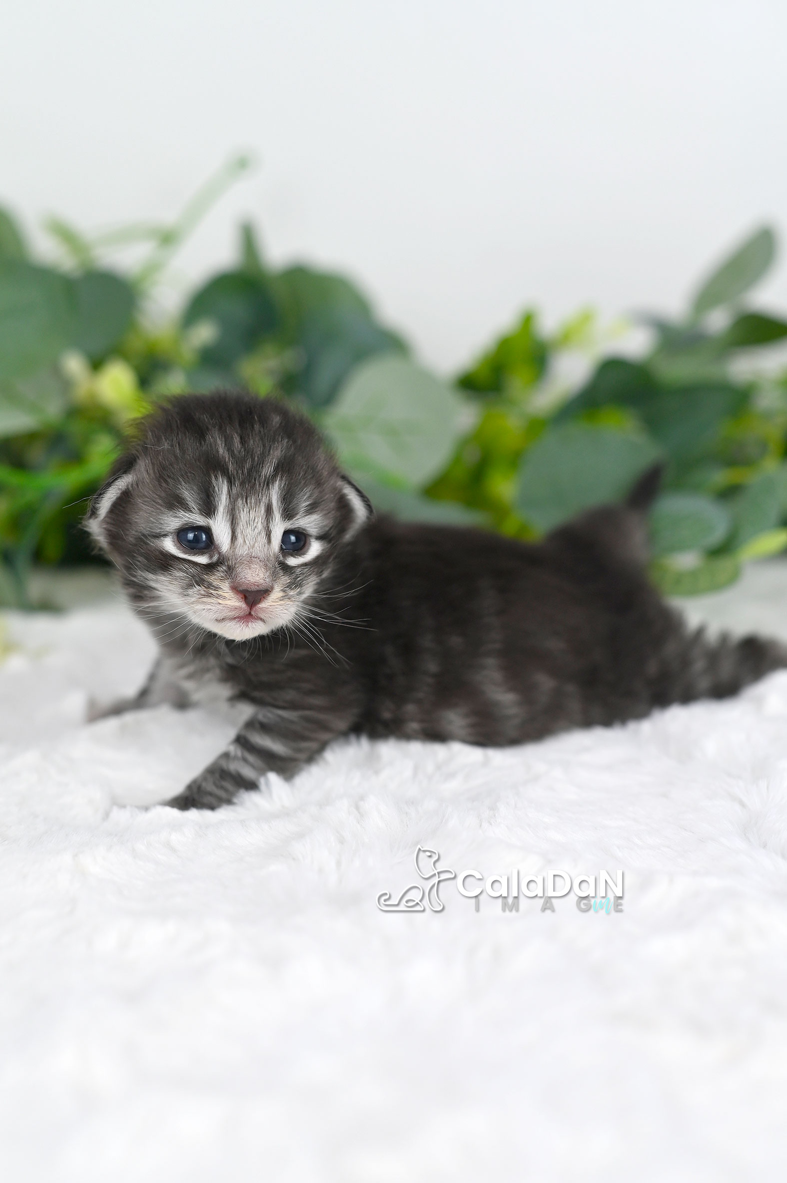 chaton norvégien CALADAN