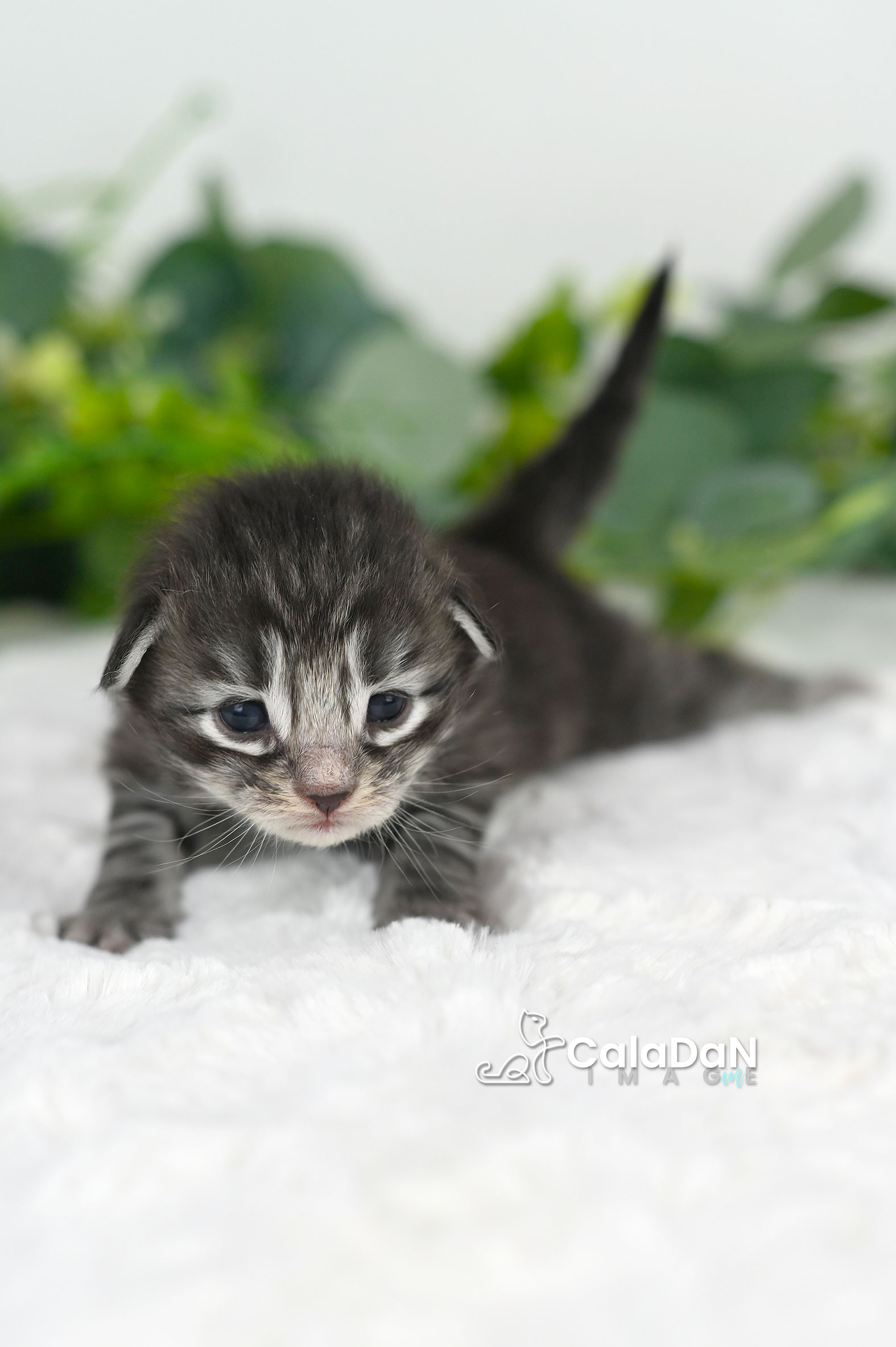 chaton norvégien CALADAN