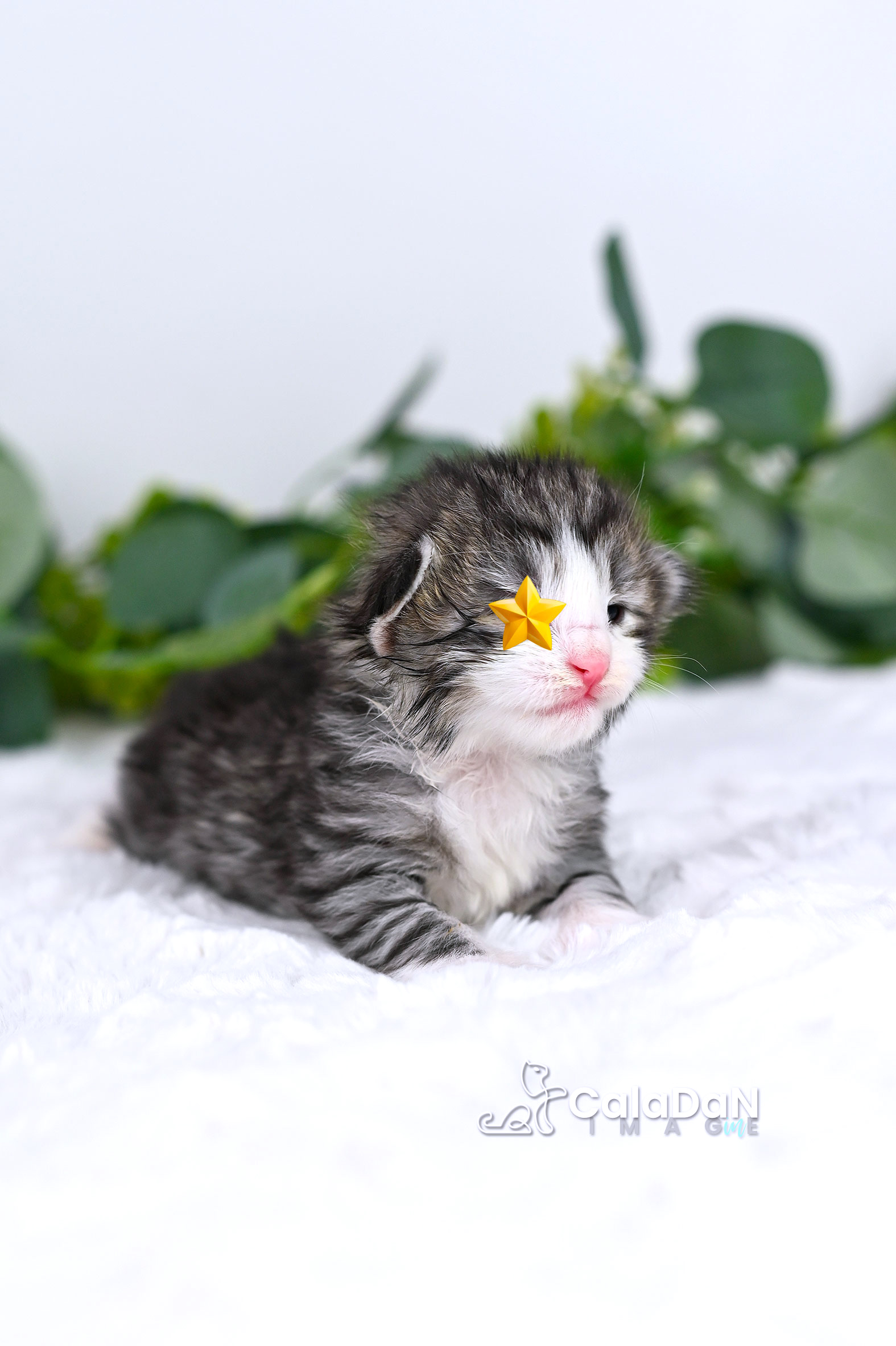 Chaton norvégien CALADAN