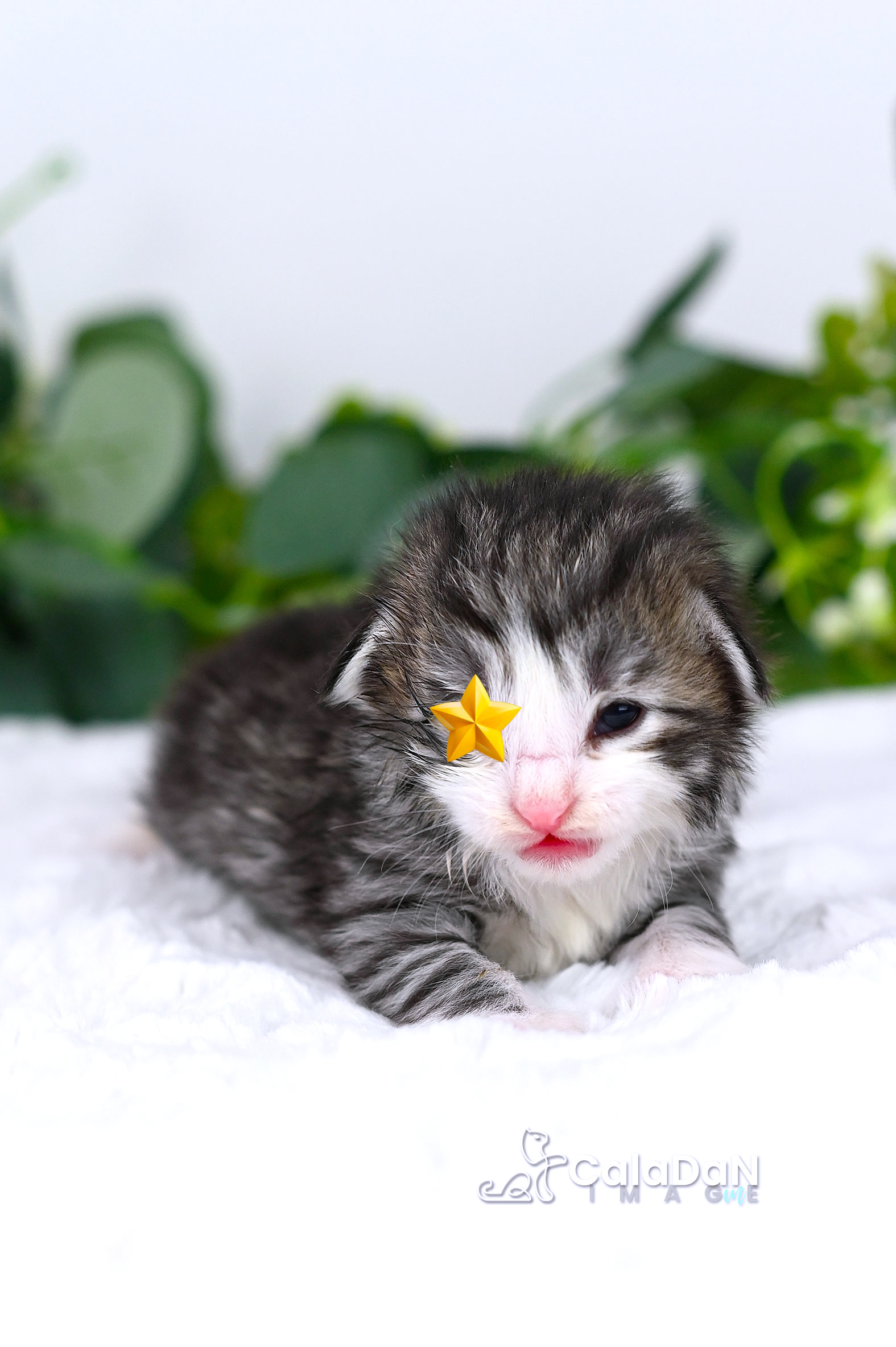 Chaton norvégien CALADAN